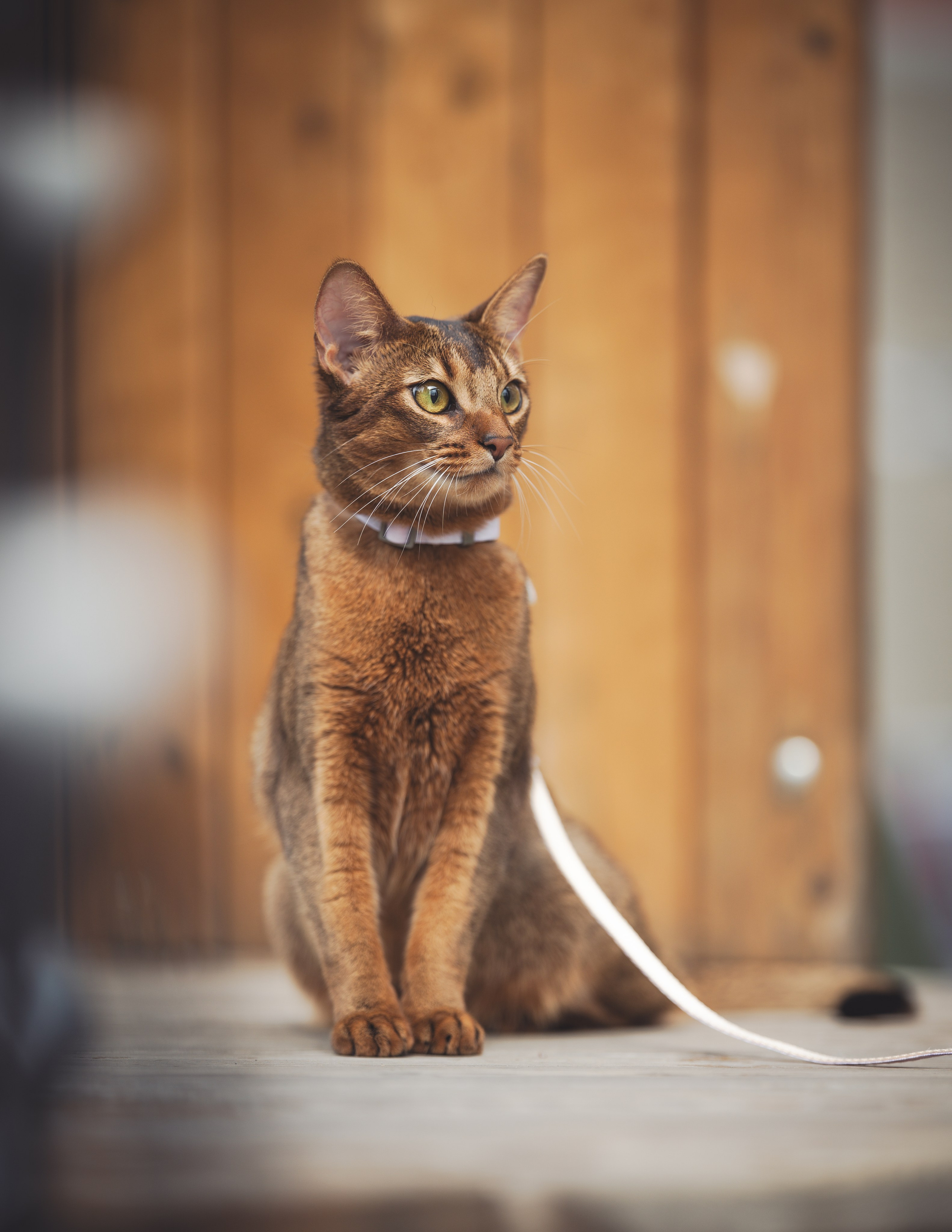 Кошка. Фотограф Кирилл