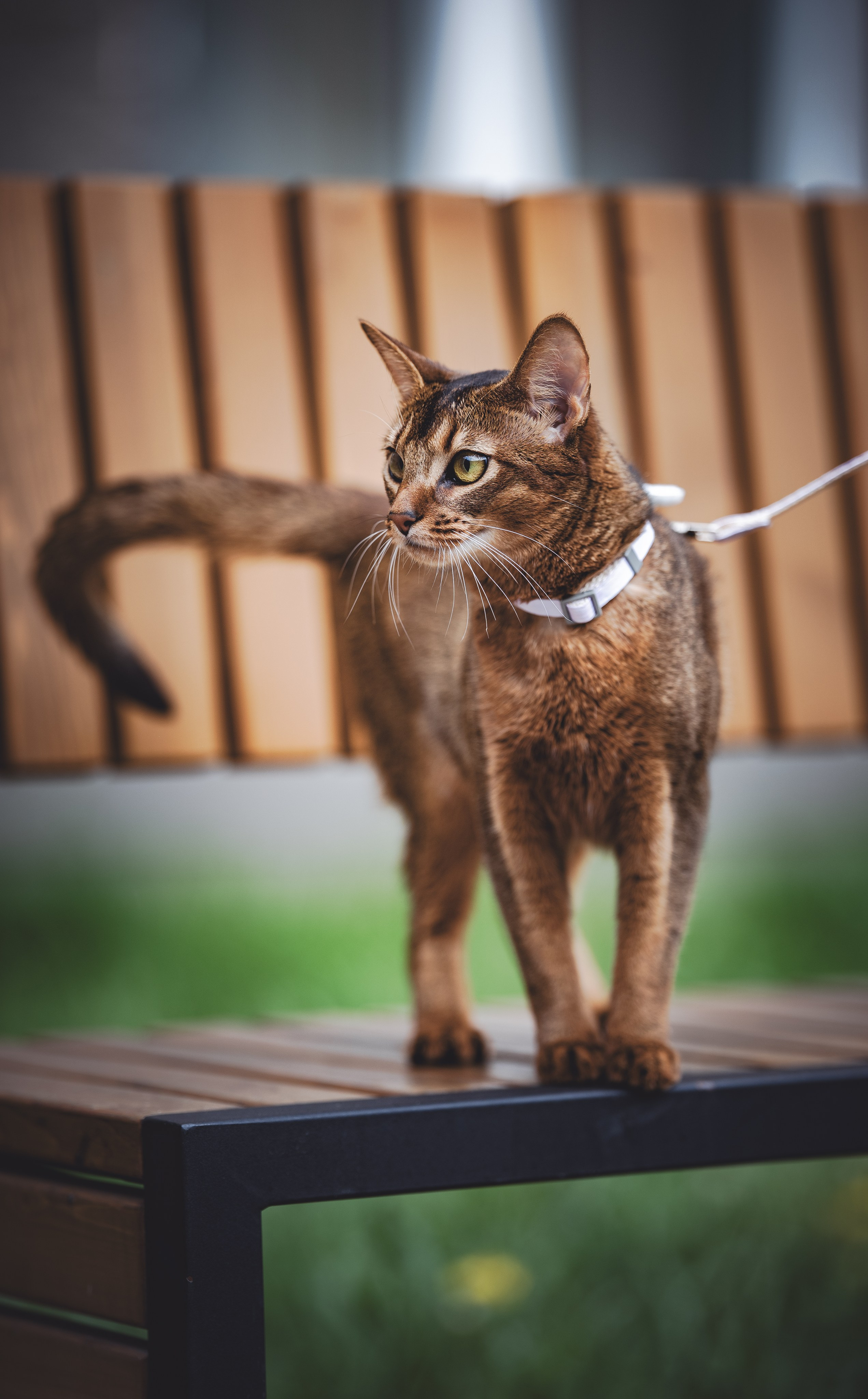 Кошка. Фотограф Кирилл