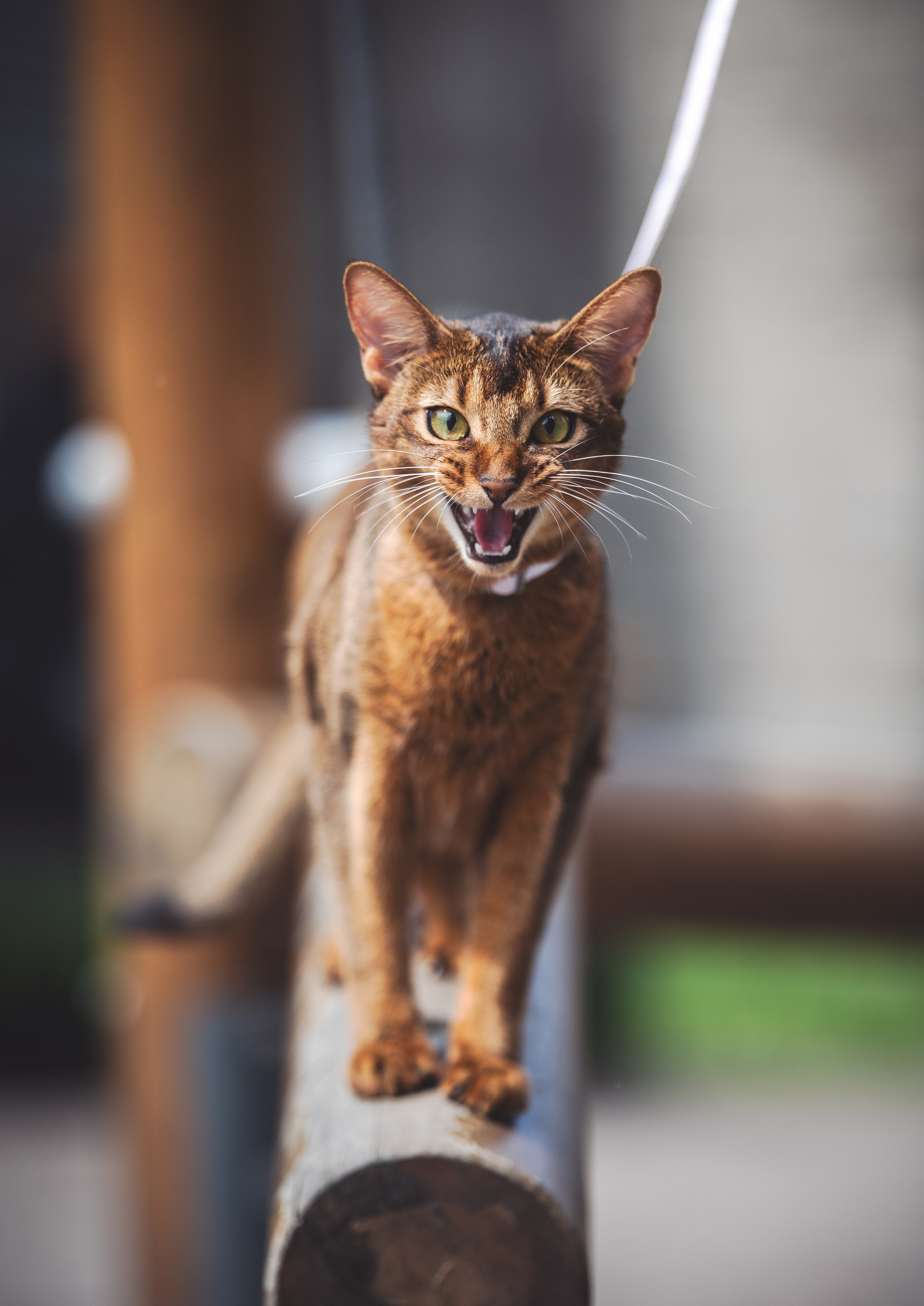 Кошка. Фотограф Кирилл