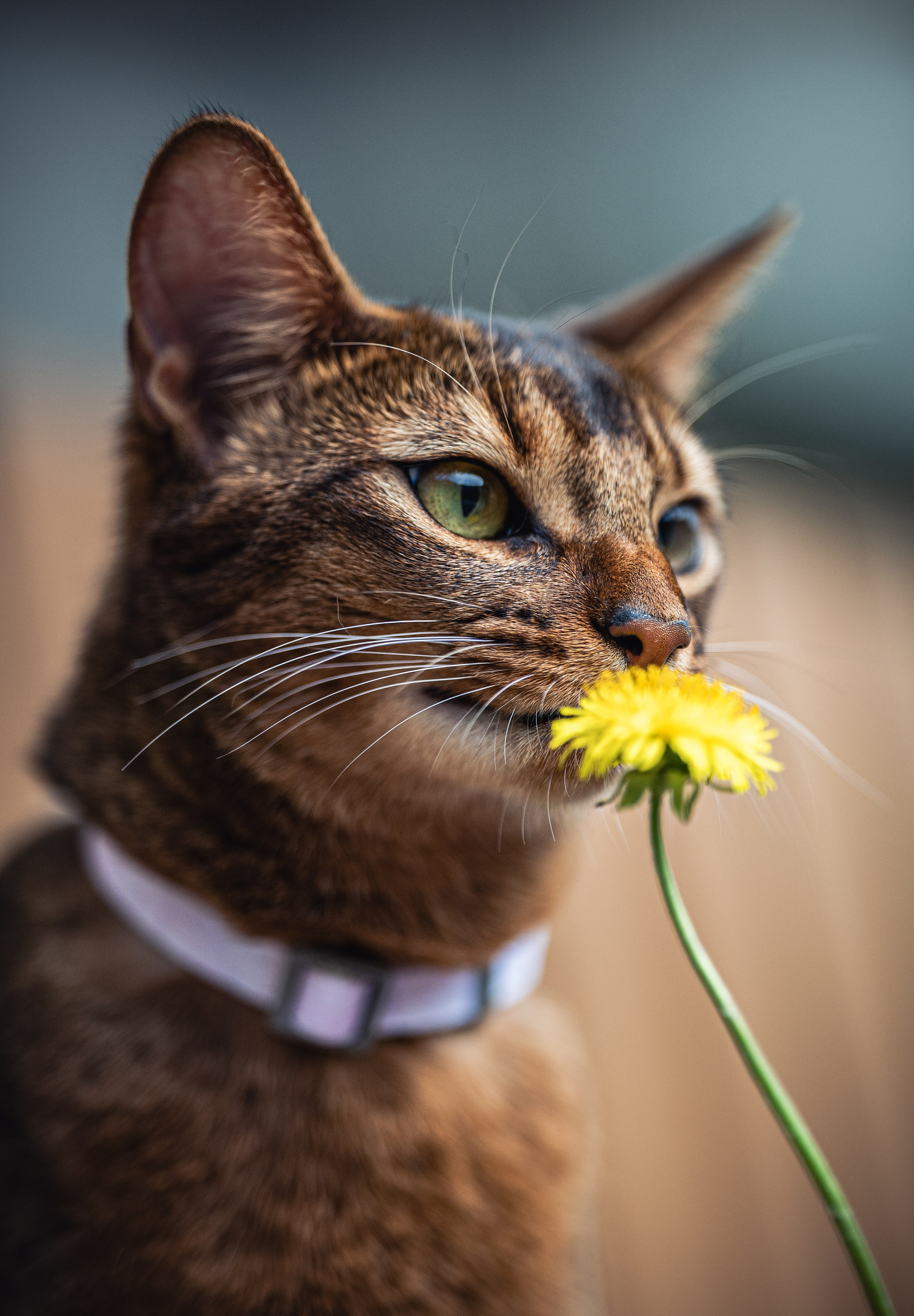 Кошка. Фотограф Кирилл