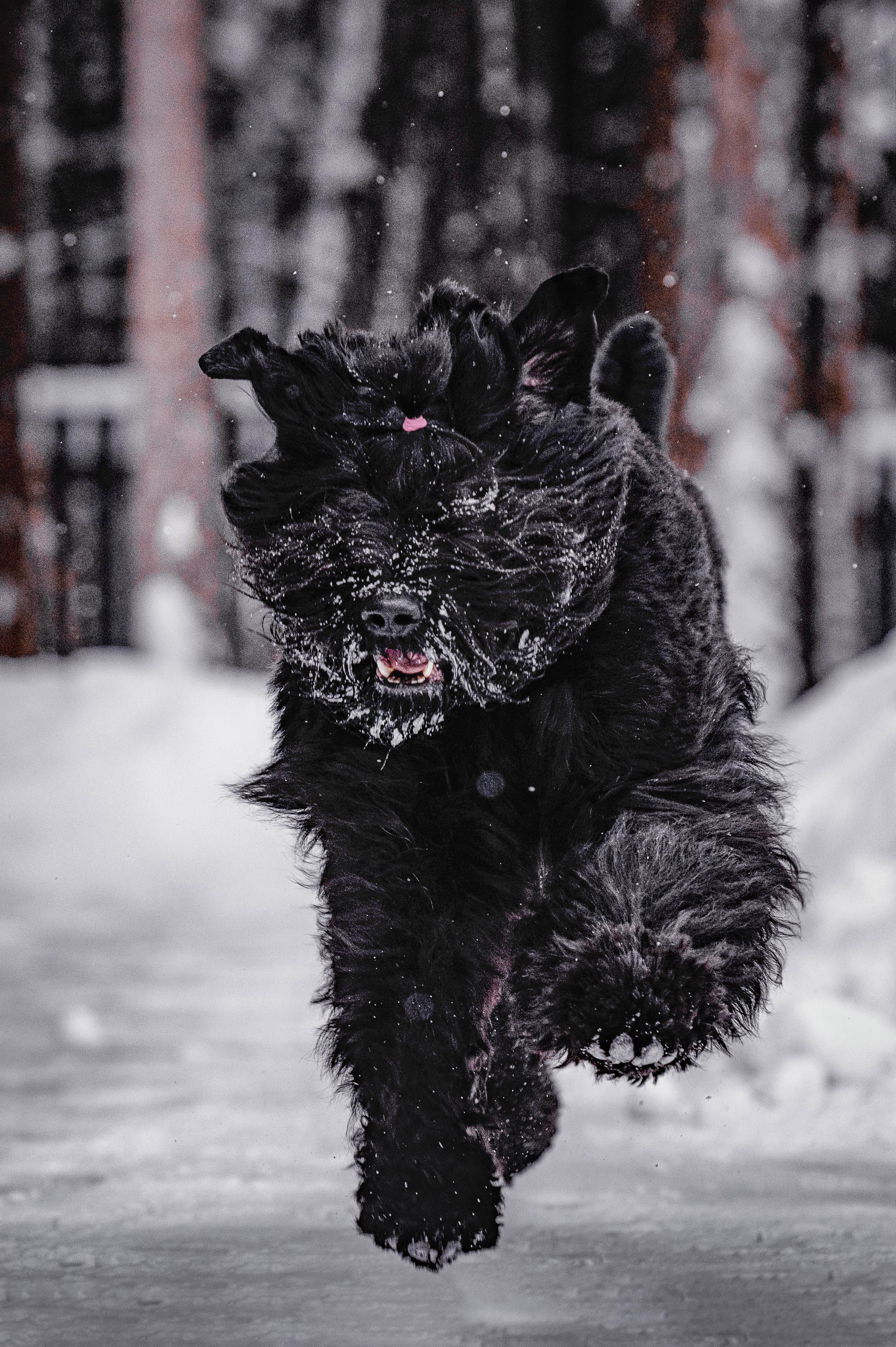 Клео. Фотограф-анималист