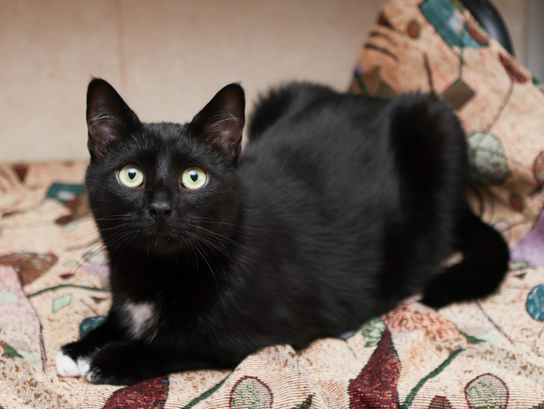 Кошки. Фотограф-анималист Полина Колкова | Москва