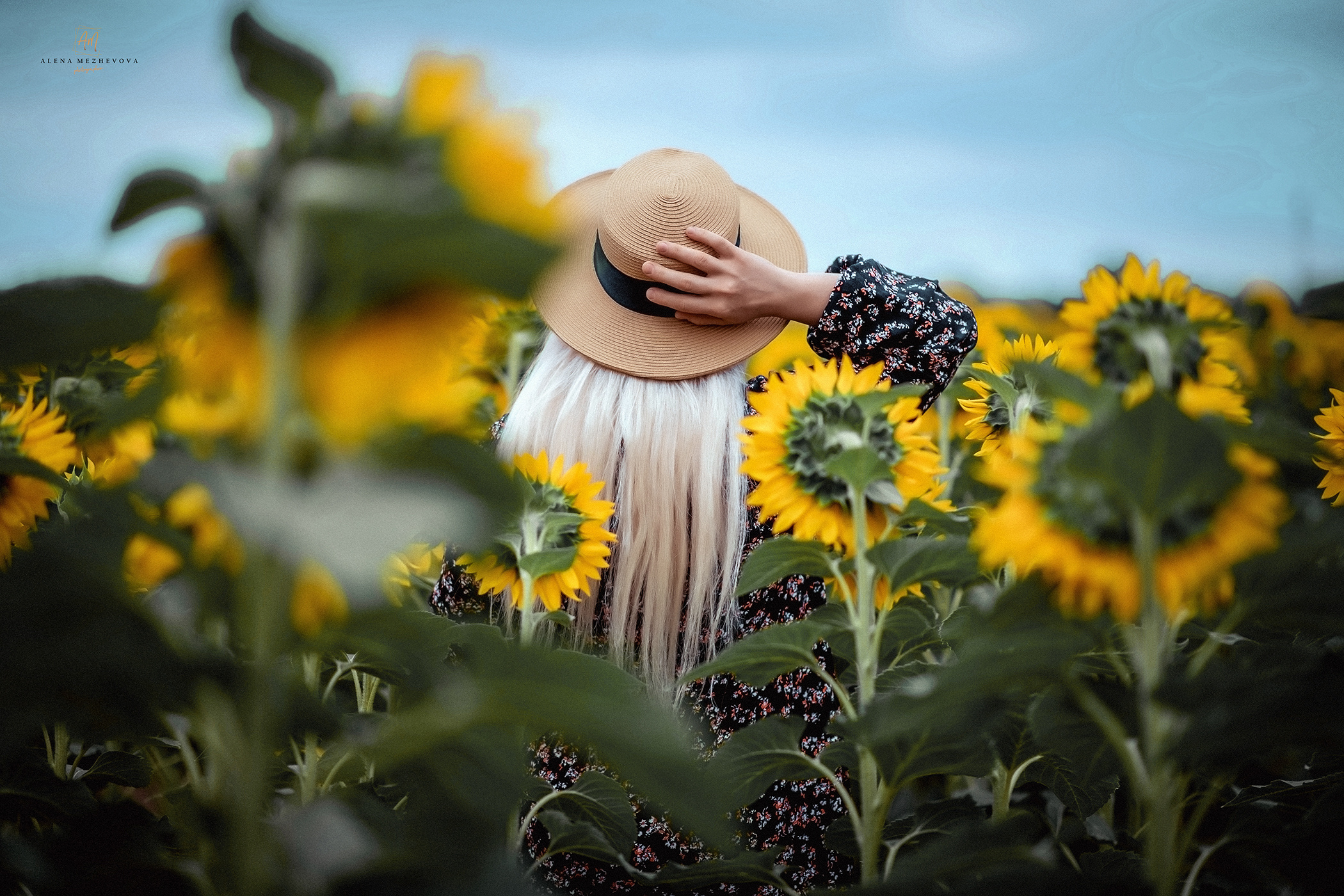 Подсолнухи. Свадебный и семейный фотограф и видеограф, Крым, Москва, Санкт -Петербург
