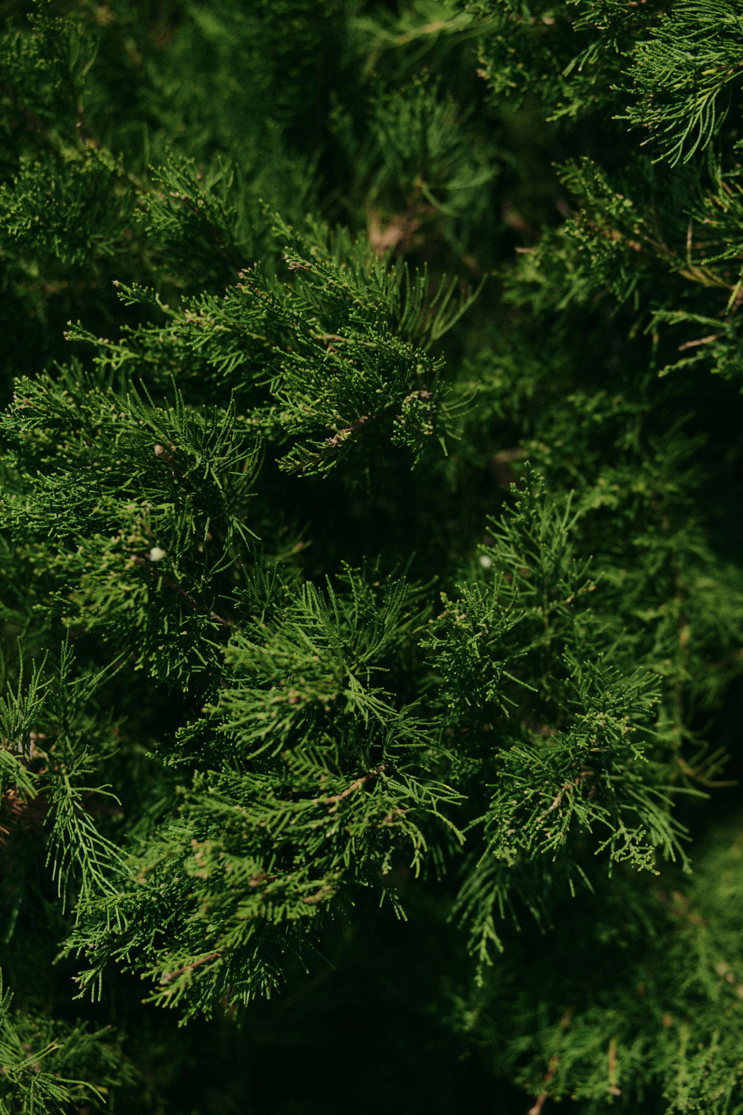 BAON x Кудыкина Гора. Фотограф Сурков Никита