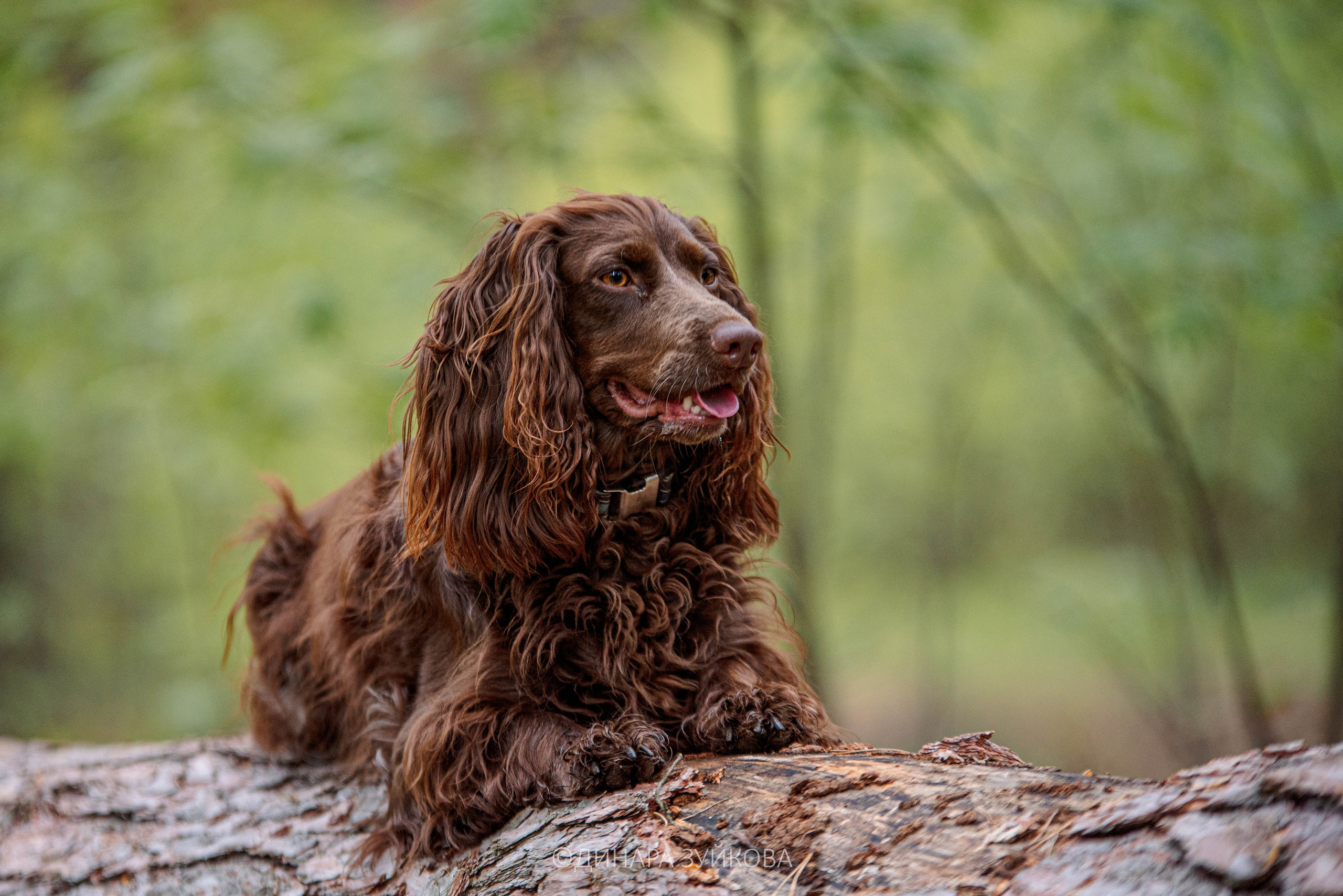 Собаки. Мотофотограф в Нижнем Новгороде Динара Зуйкова