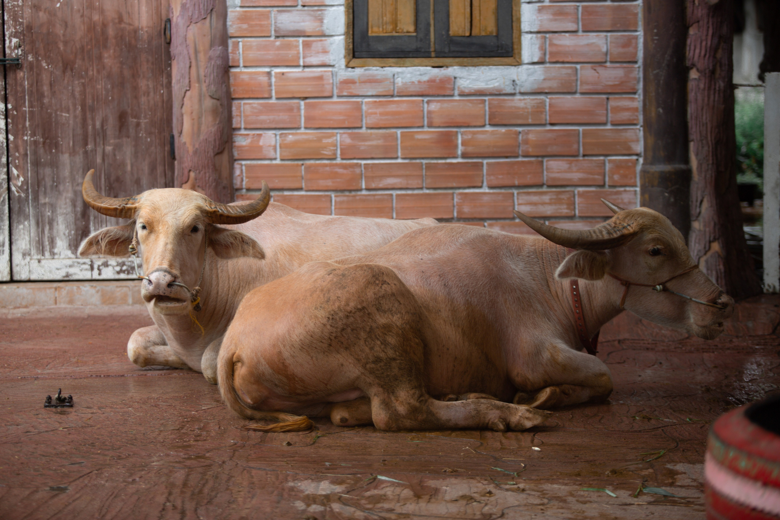 Samut Prakan Crocodile Farm & Zoo. Photographer Sonkina Tatiana (Tanya Ash)