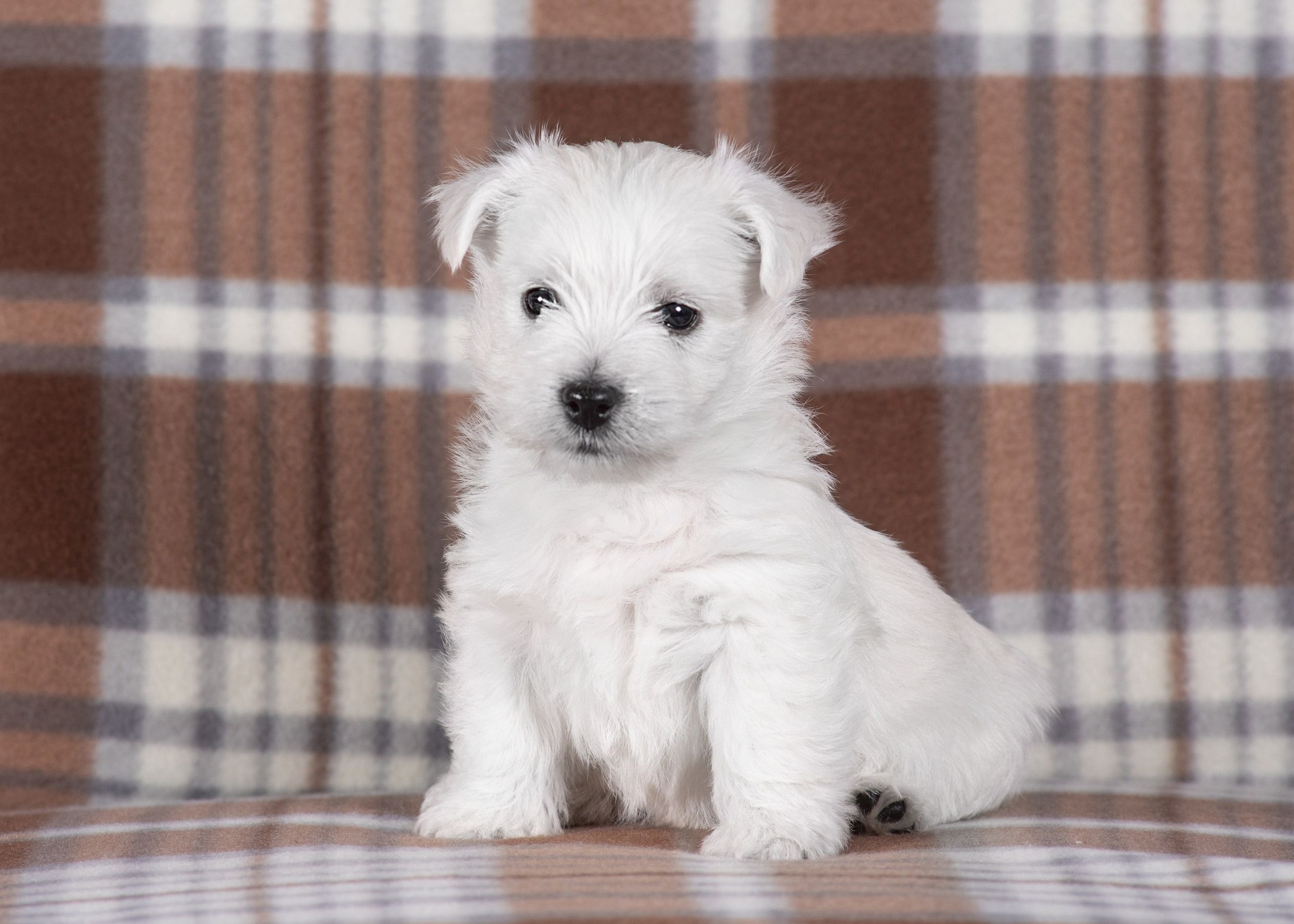Щенки вест хайленд. Дог-фотограф в Тюмени Александра Королева