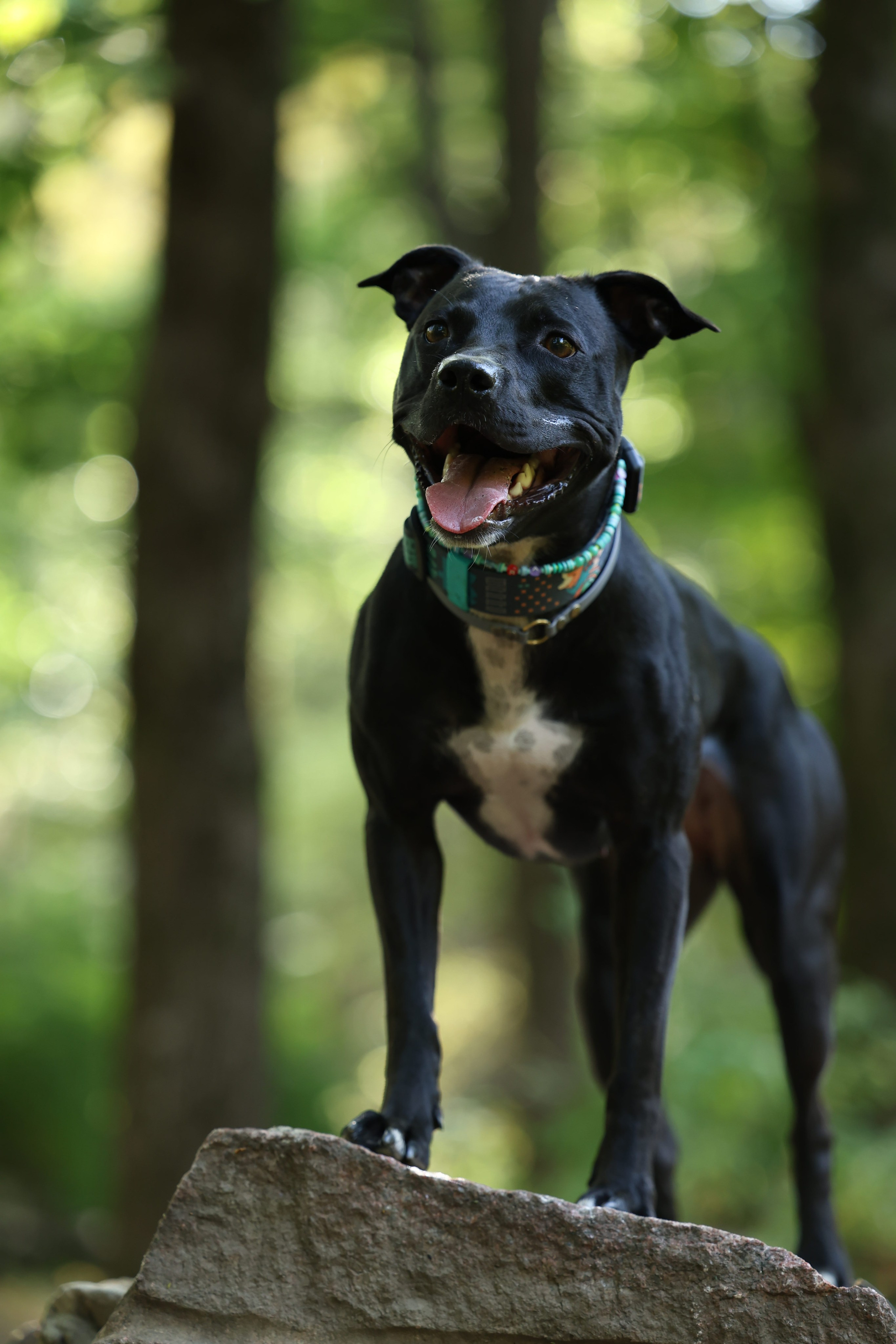 Алена и Бора. Виктория Михайловская. Фотограф-анималист. Москва