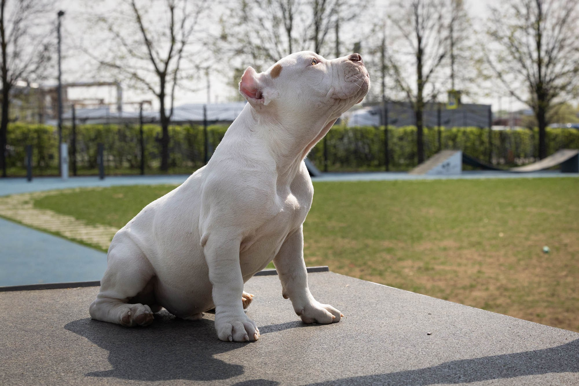 Щенки. Виктория Михайловская. Фотограф-анималист. Москва