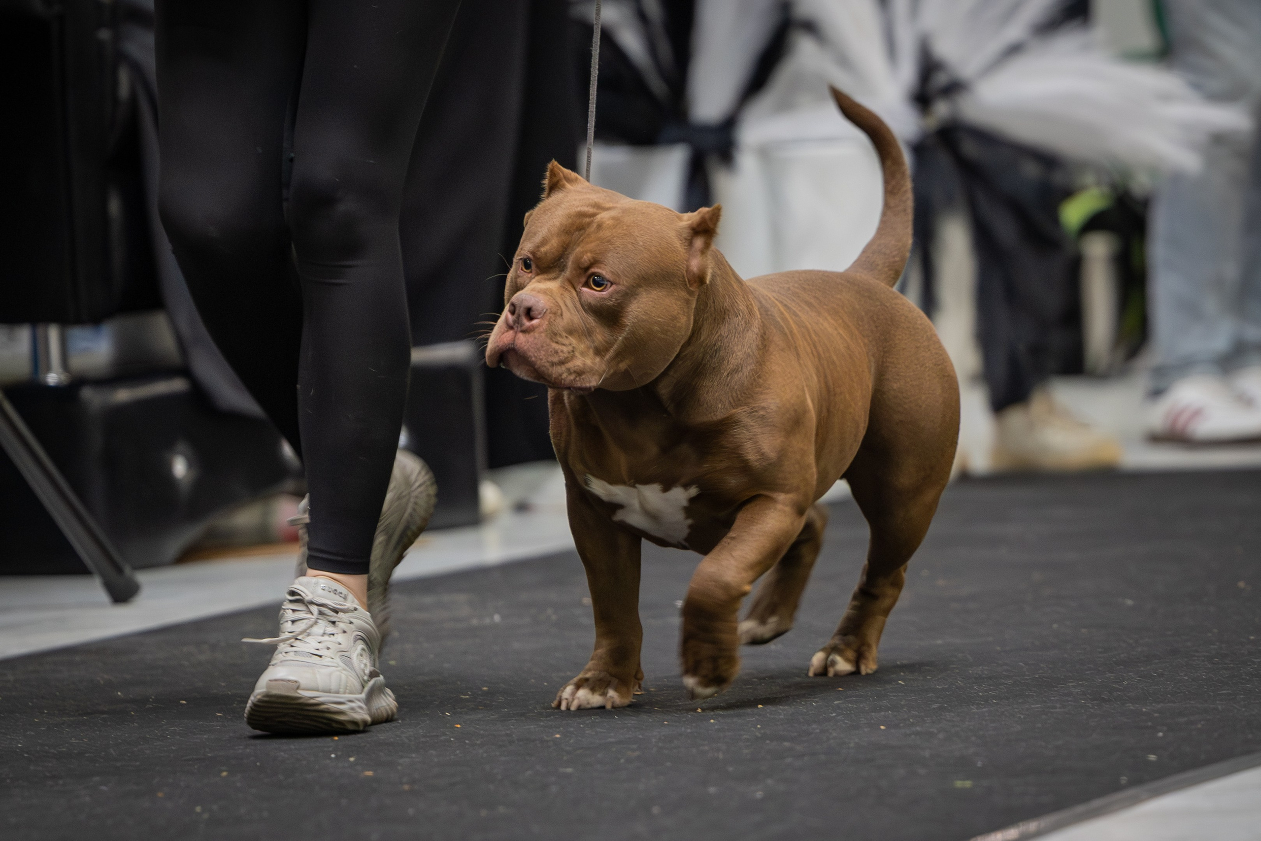 АВКС. Виктория Михайловская. Фотограф-анималист. Москва
