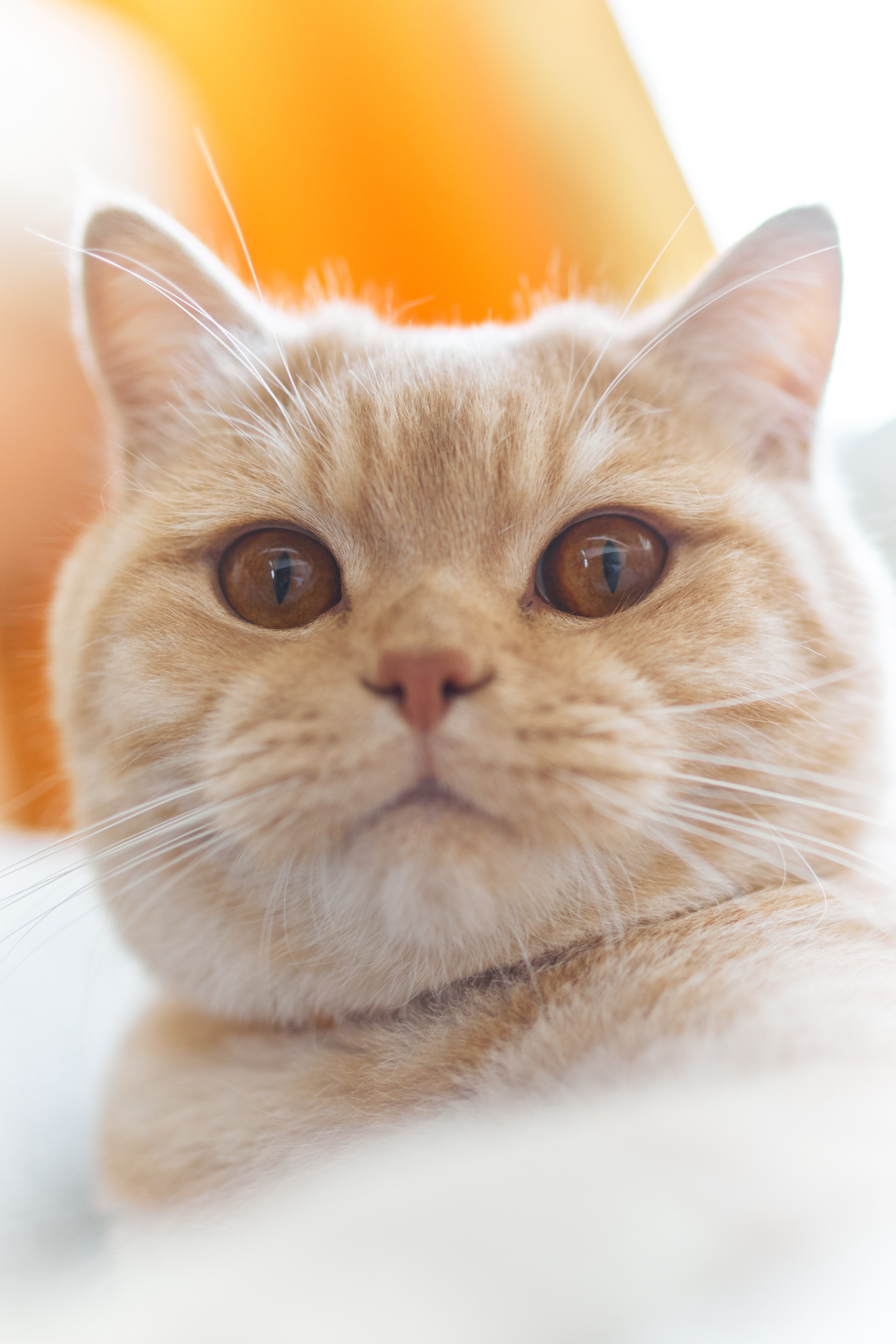 Фотосессия кота. Мужская фотосессия в СПб|Ирина Курманаева