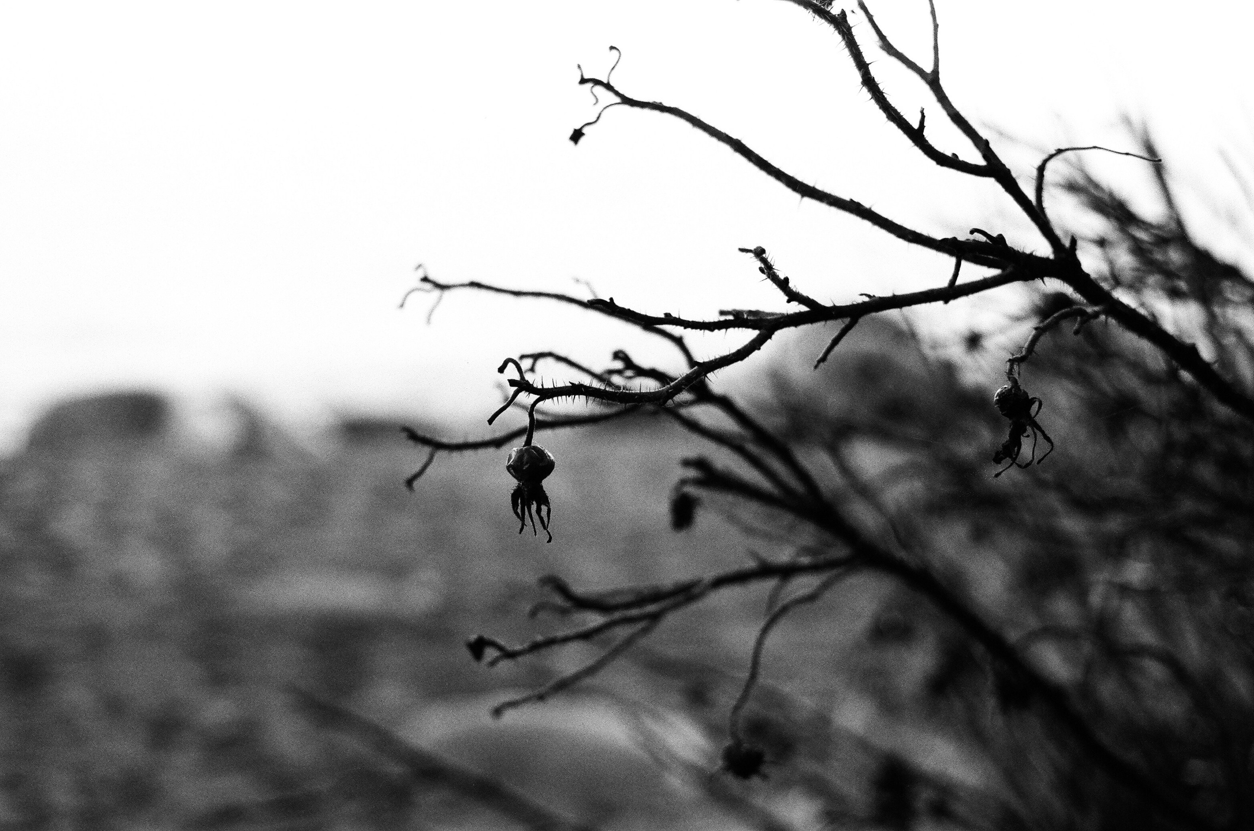 Картинки. Сандра Ковалева | ЧБ фотограф