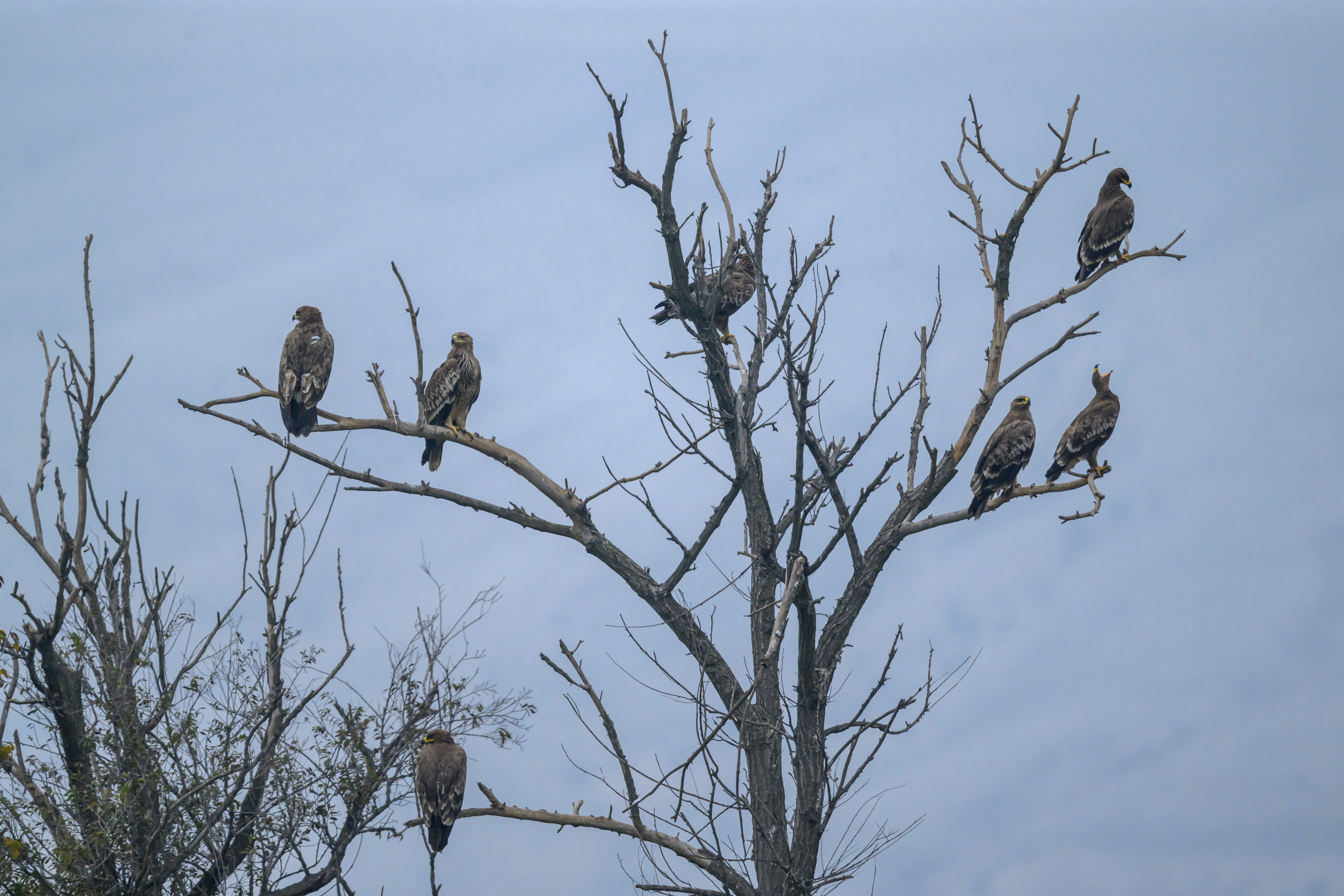 Дагестан. Ноябрь 2025. Фотограф Сергей Пупонин