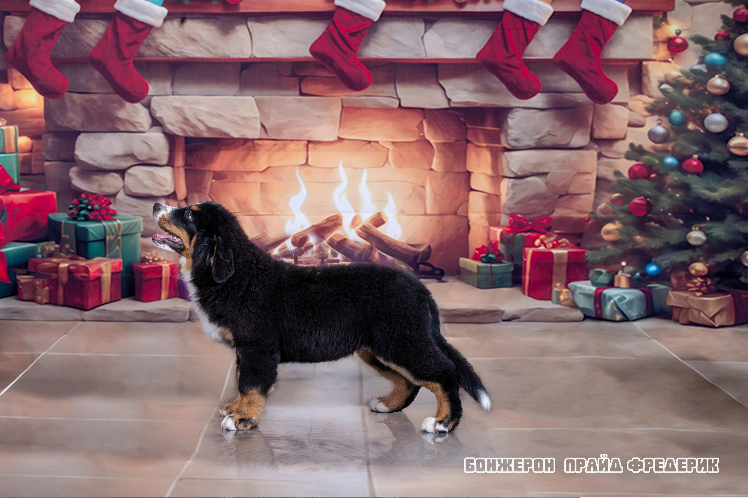 Бонжерон прайд. Фотограф 📸 семейный, предметный, репортажный