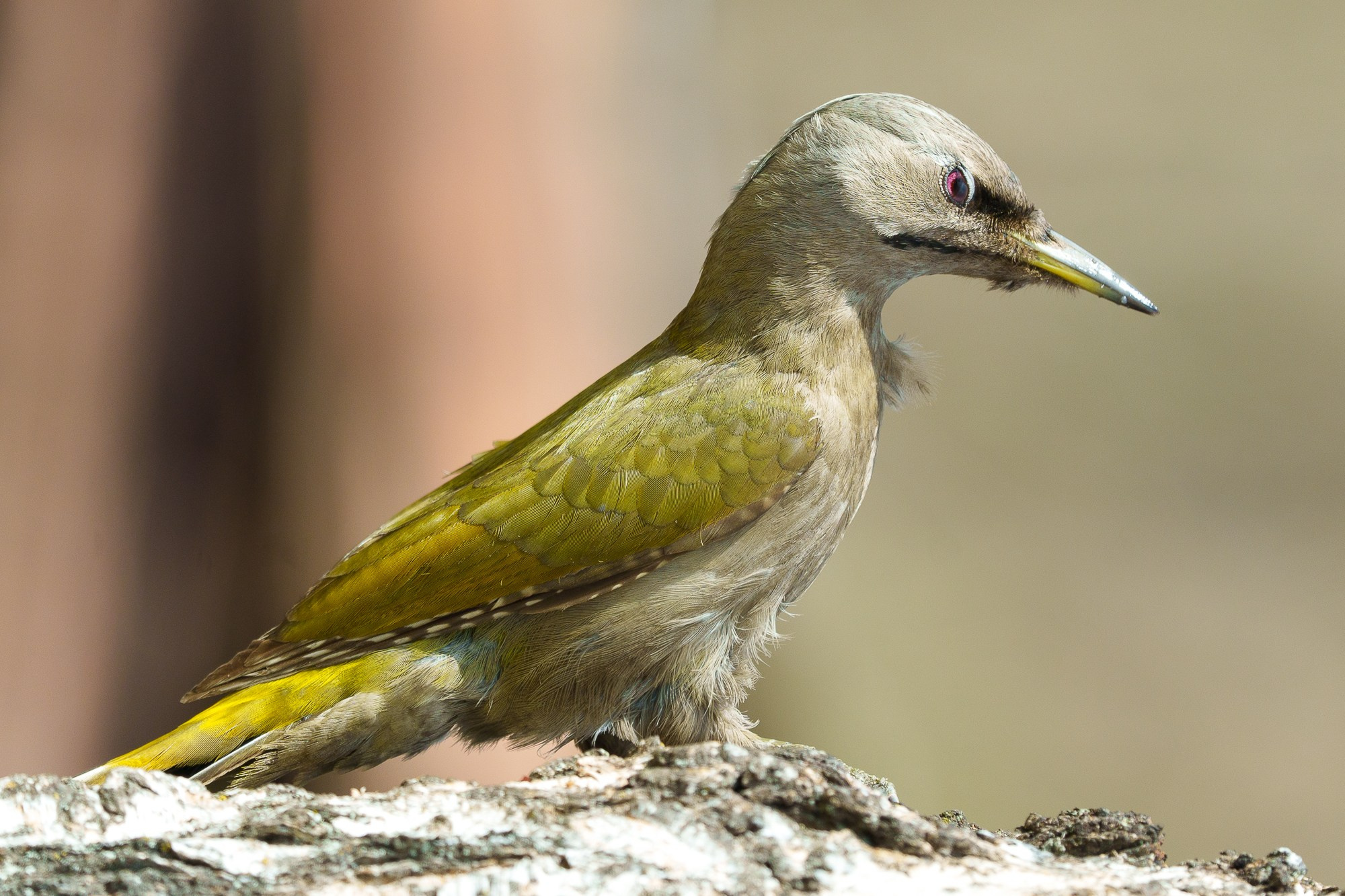 Удивительные мир птиц. Вокруг нас столько прекрасного — присмотритесь!. Ваш личный фотограф Марина Волкова