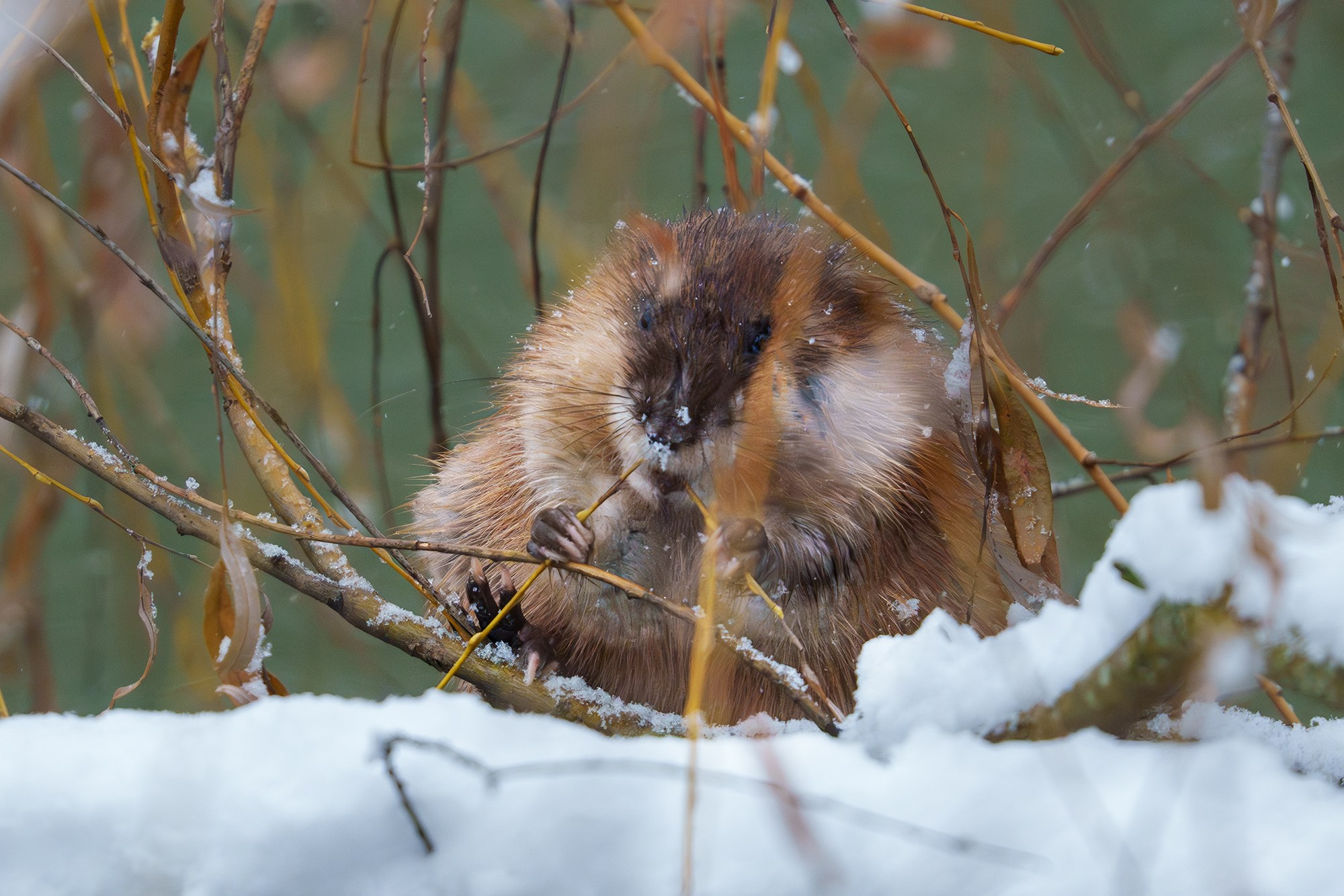 Животные. Ваш личный фотограф Марина Волкова