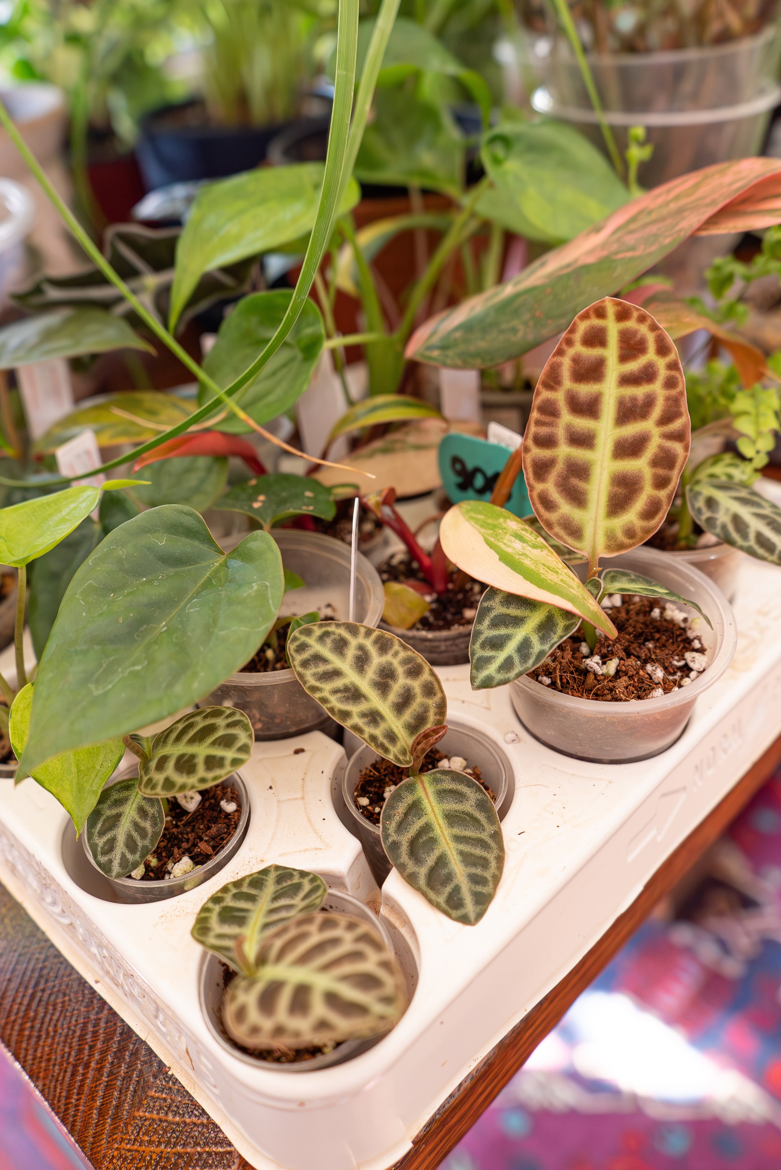 Усадьба. Александра Куликова фотограф, Москва