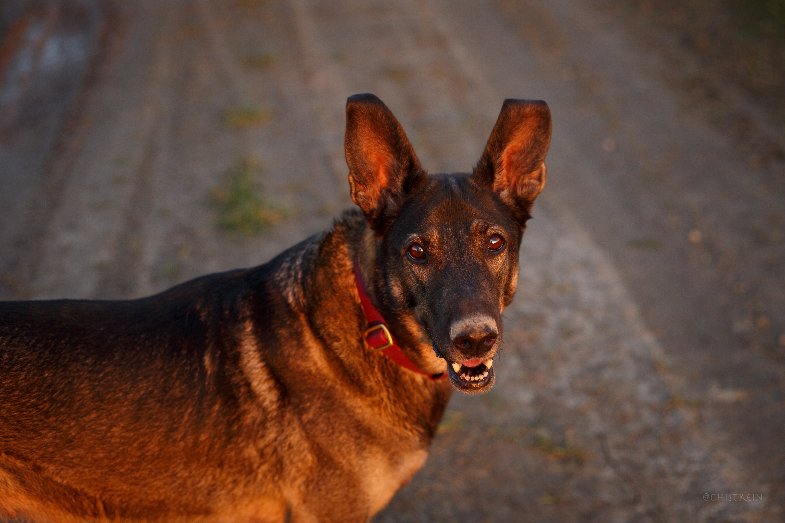 Октябрьский закат в полях. Алина и Лео. Фотограф-анималист Наталия Чистюхина в г. Сосновый Бор и ЛО