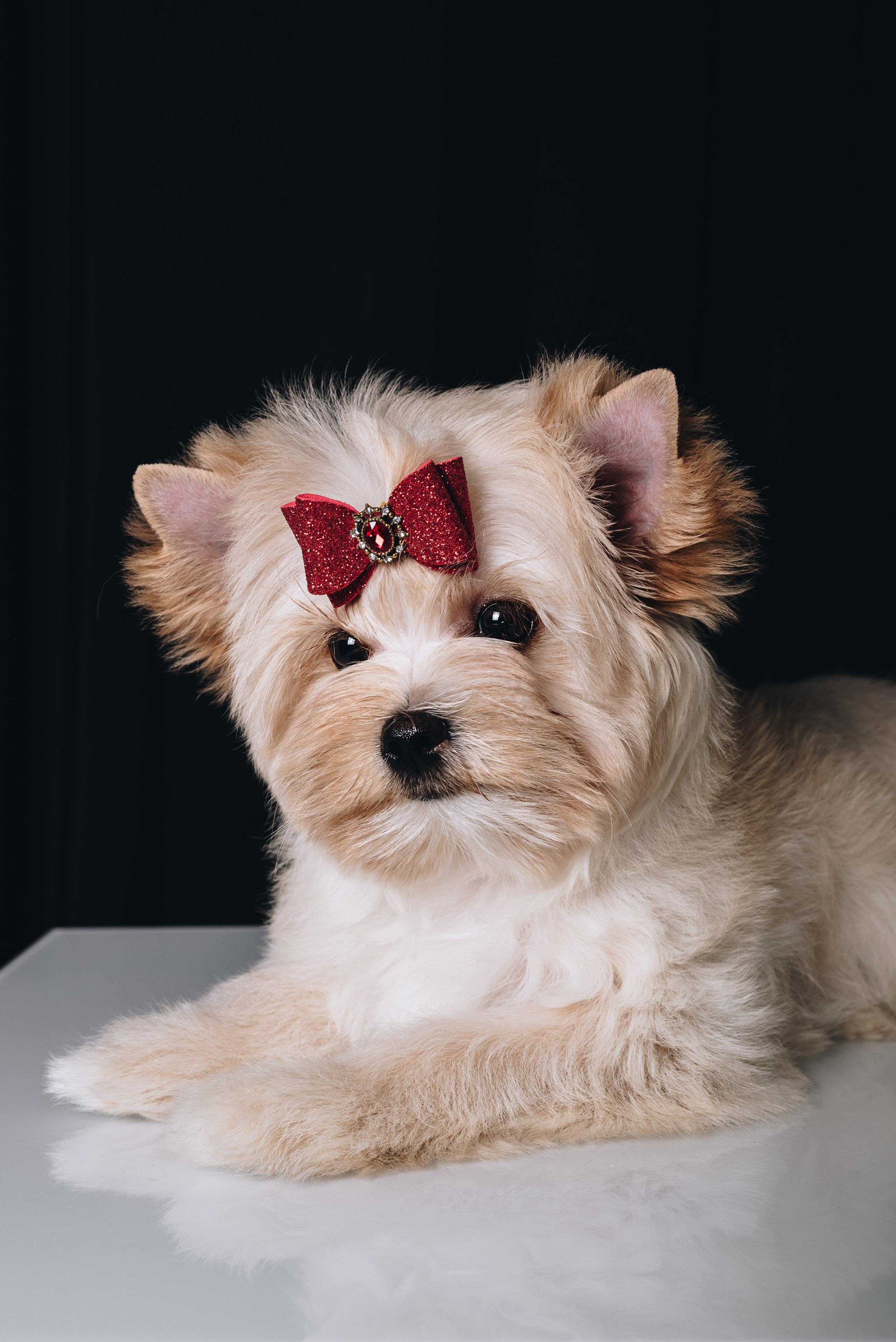 Russian Salon Dog. Natalia Finch Photography — Family, Kids & Pet Photographer in Chicago, IL