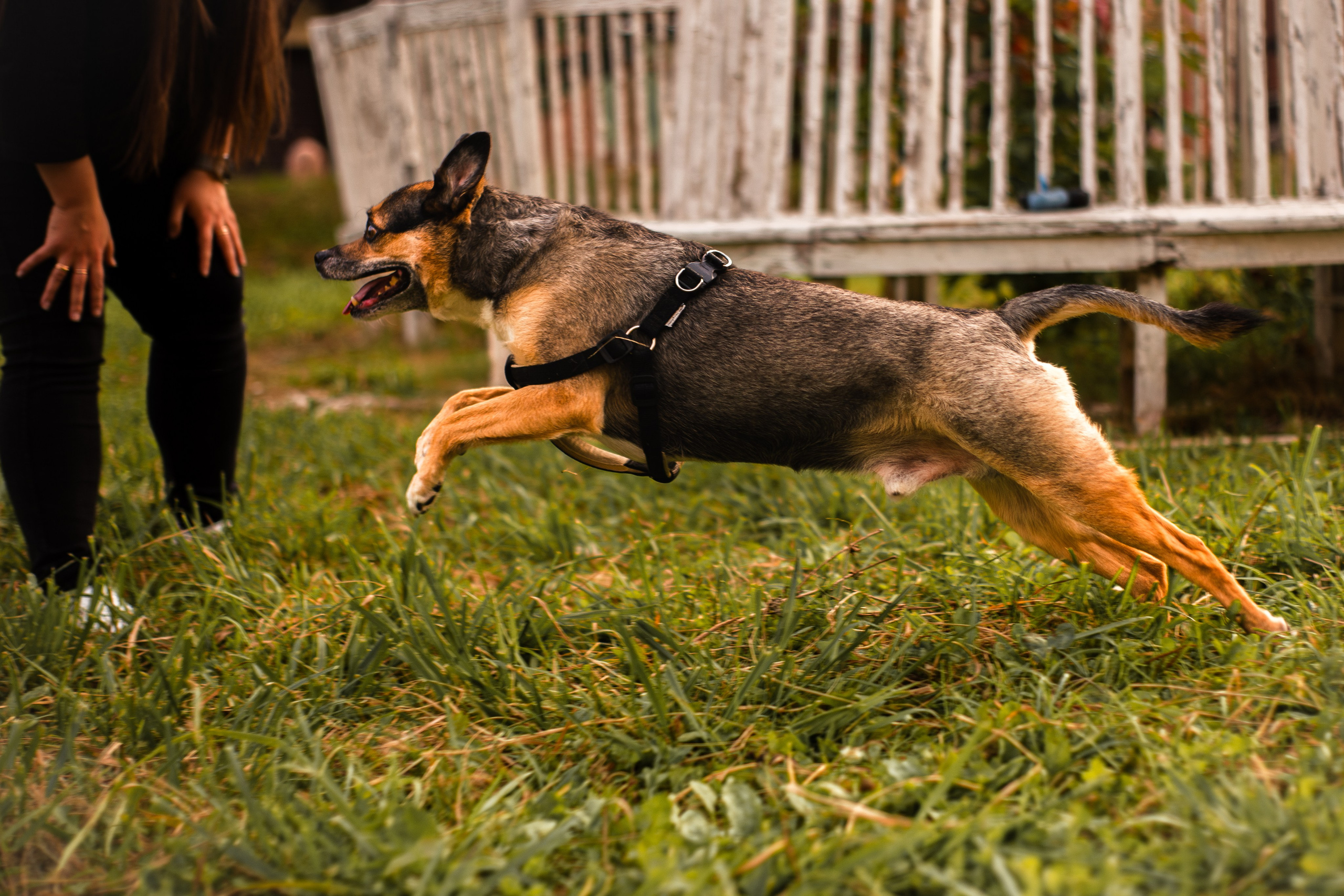 Виктория и Раф. Фотограф-анималист Мария Баркевич | Москва