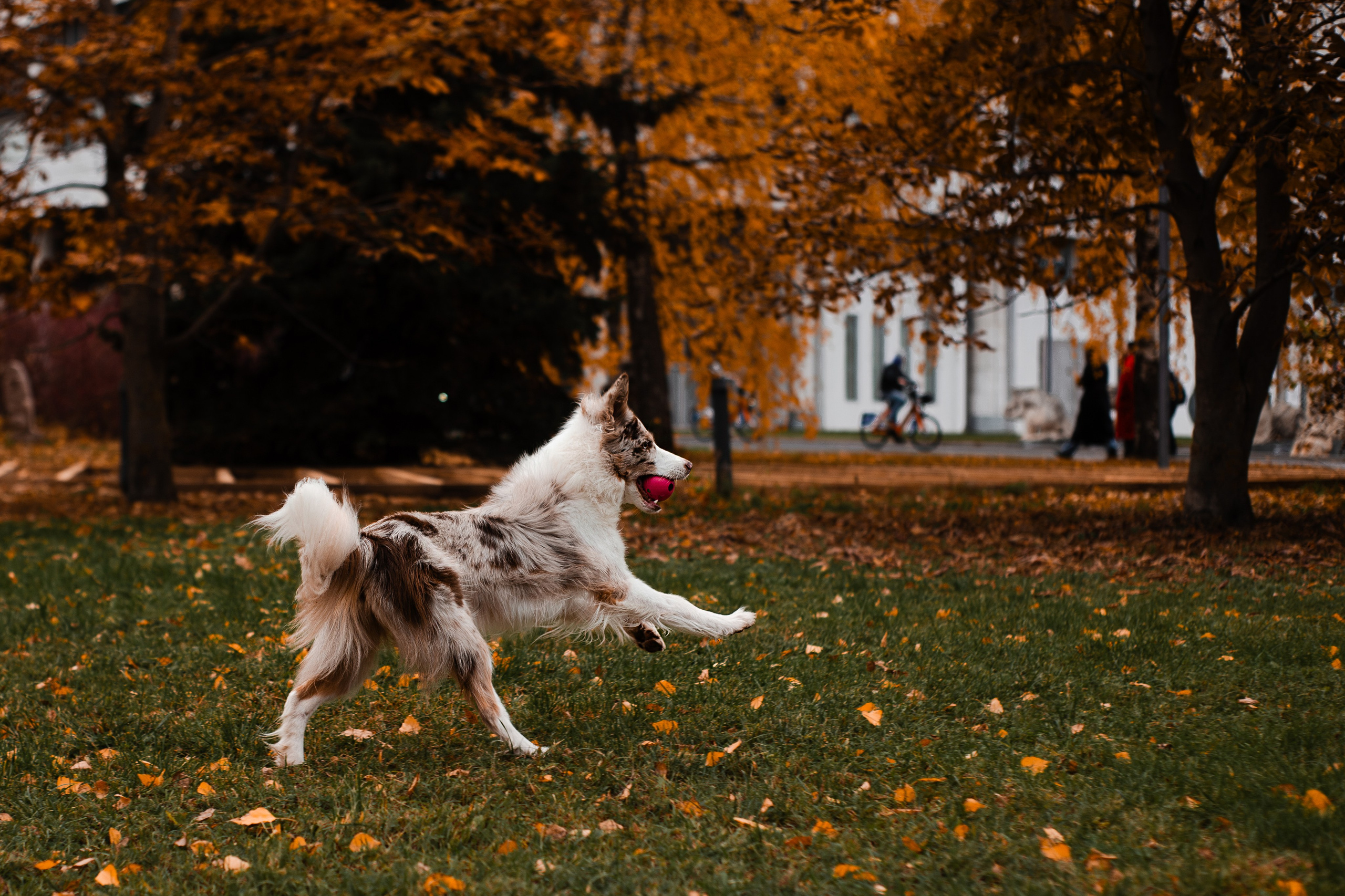 Мария и Утопия. Фотограф-анималист Мария Баркевич | Москва