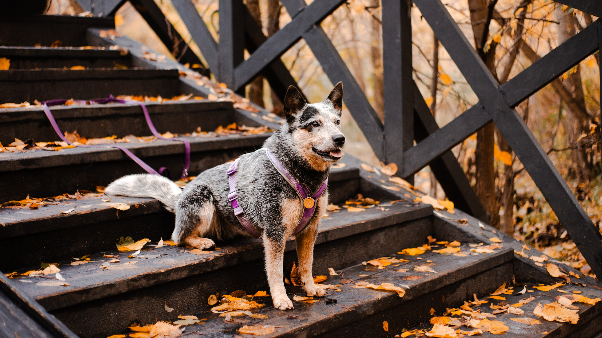 Юля, Антон и Лу. Фотограф-анималист Мария Баркевич | Москва