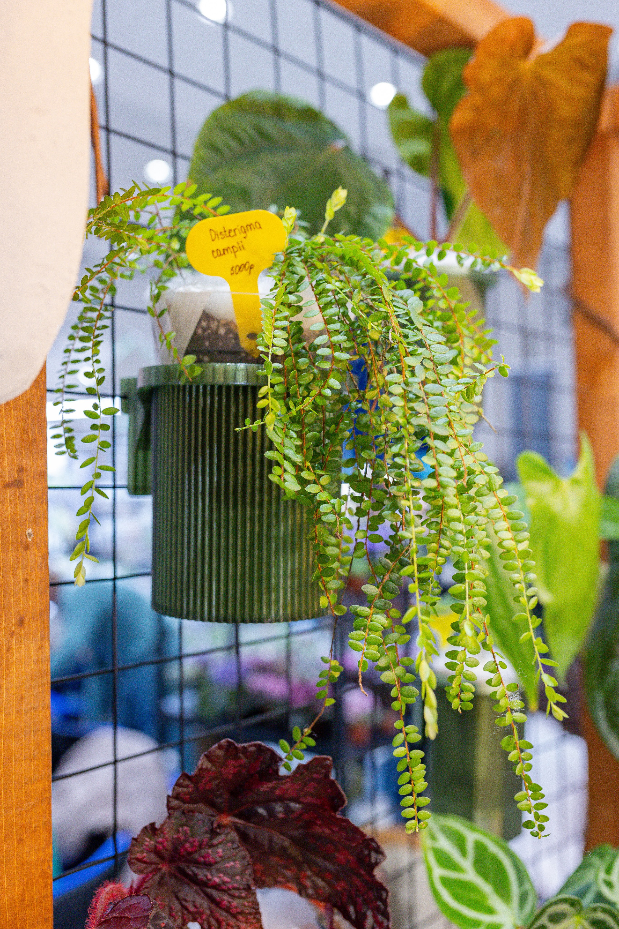 Орхидиум 12.2025. Александра Куликова фотограф, Москва