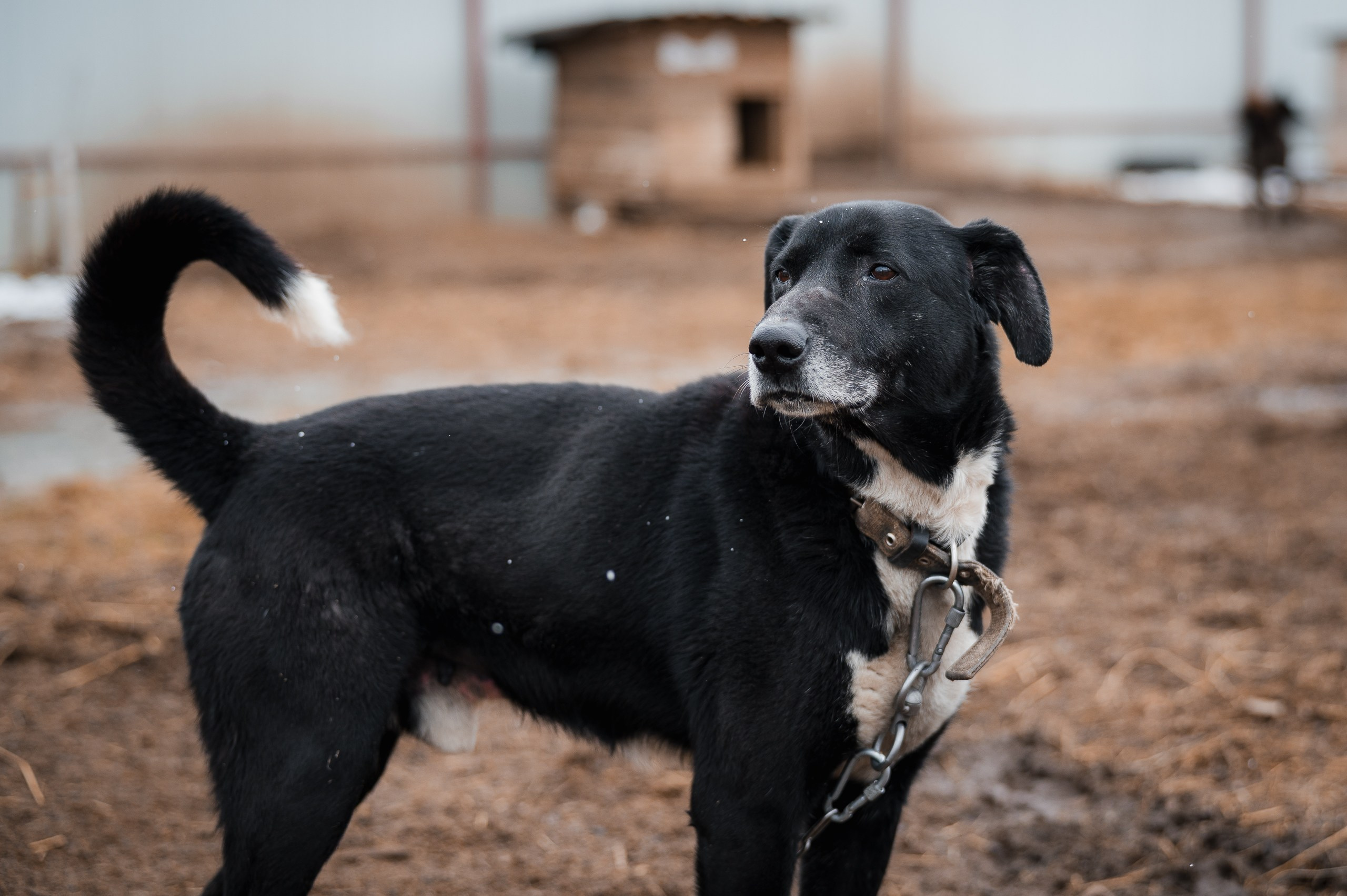Малыш. Улыбка собаки — спасение и пристройство бездомных собак