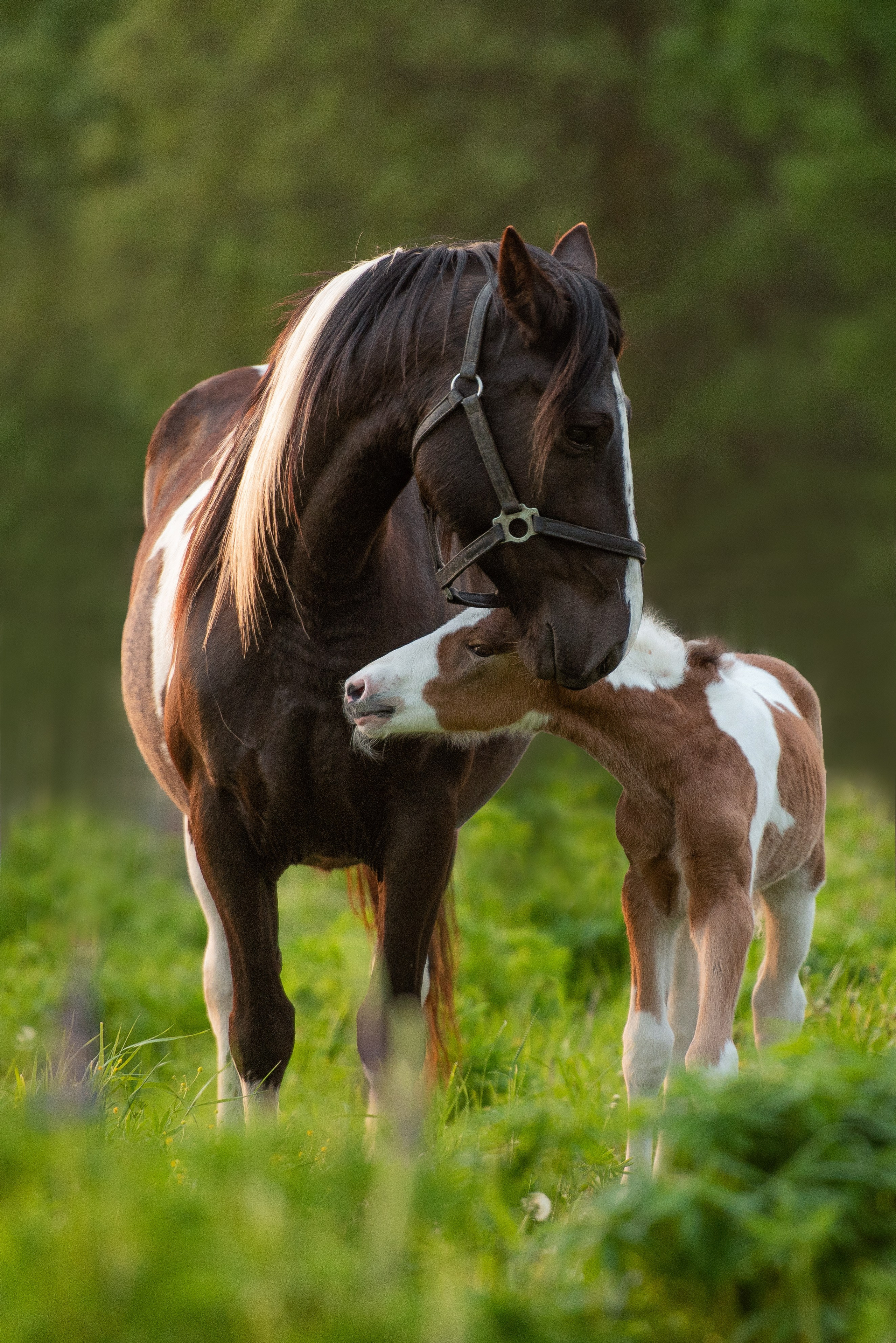 Фотосъемка лошадей. Фотограф с лошадьми в Калининграде Татьяна Ларина