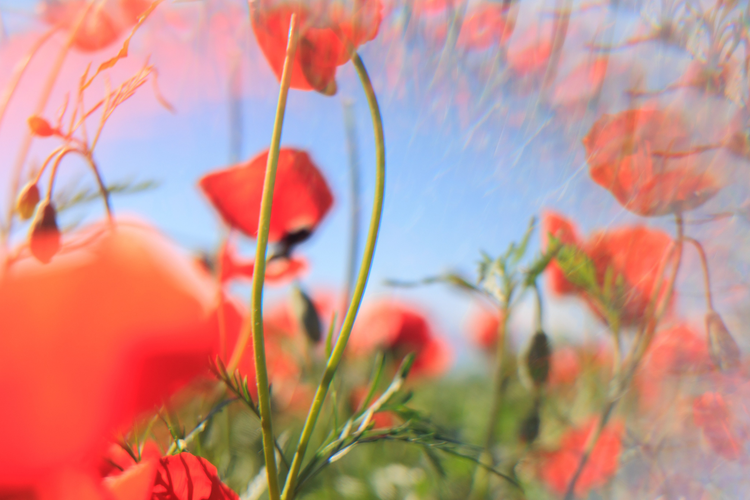 Весна. Экскурсии и туры по Алматы