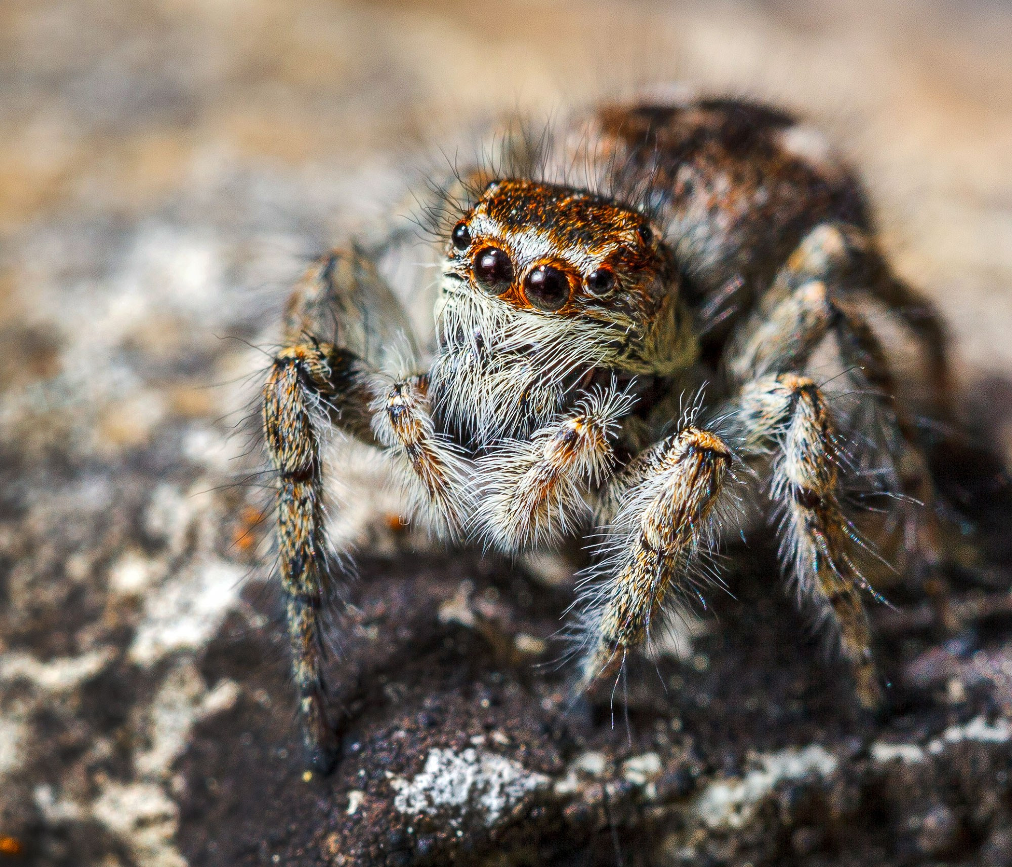 свадебный фотограф Геленджик