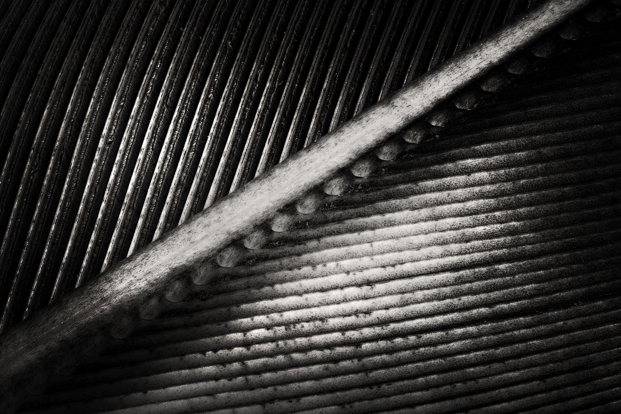 Макросъемка