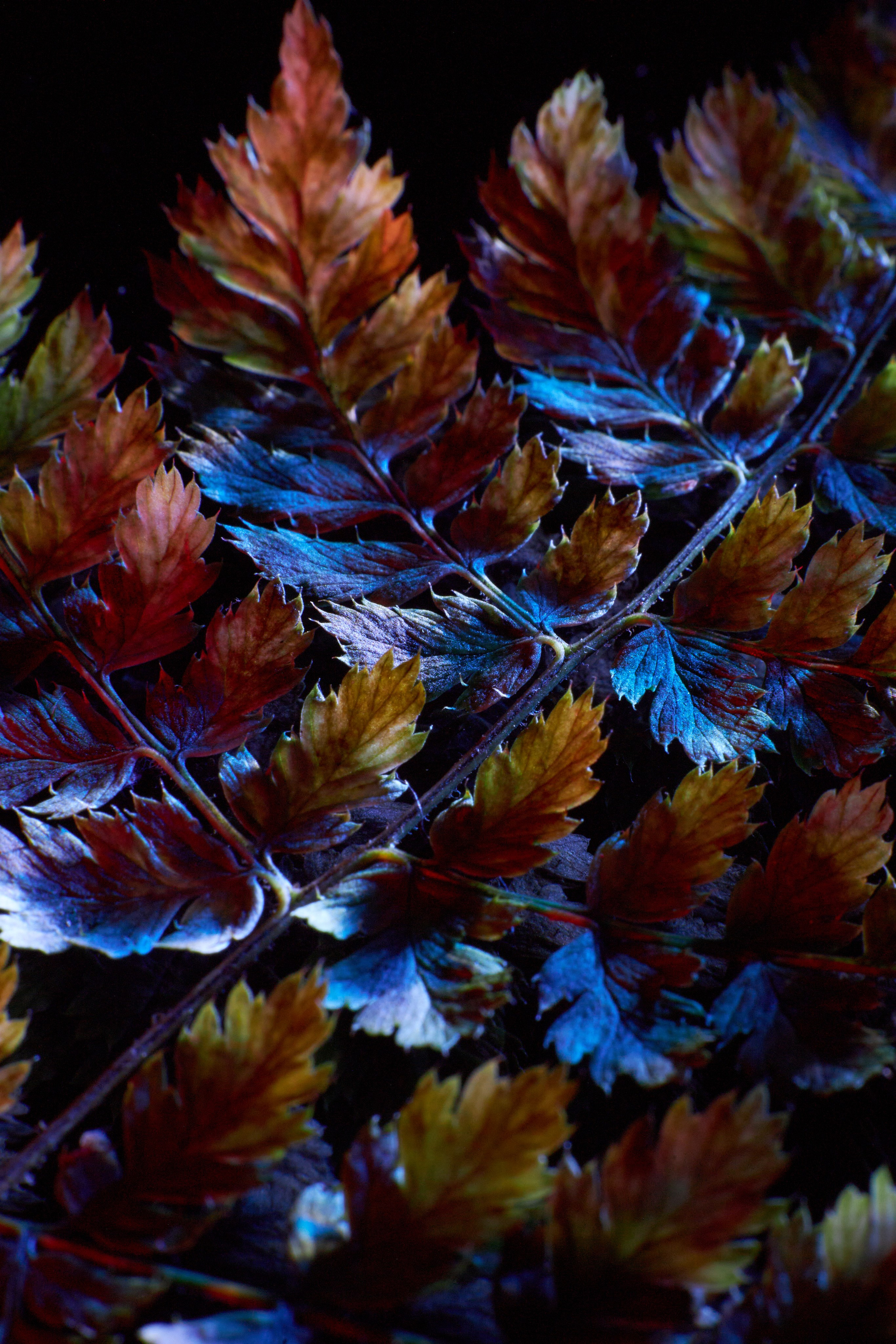 «Красок Тьма Полна». Арт-фотограф во Владивостоке Дмитрий Осипчук