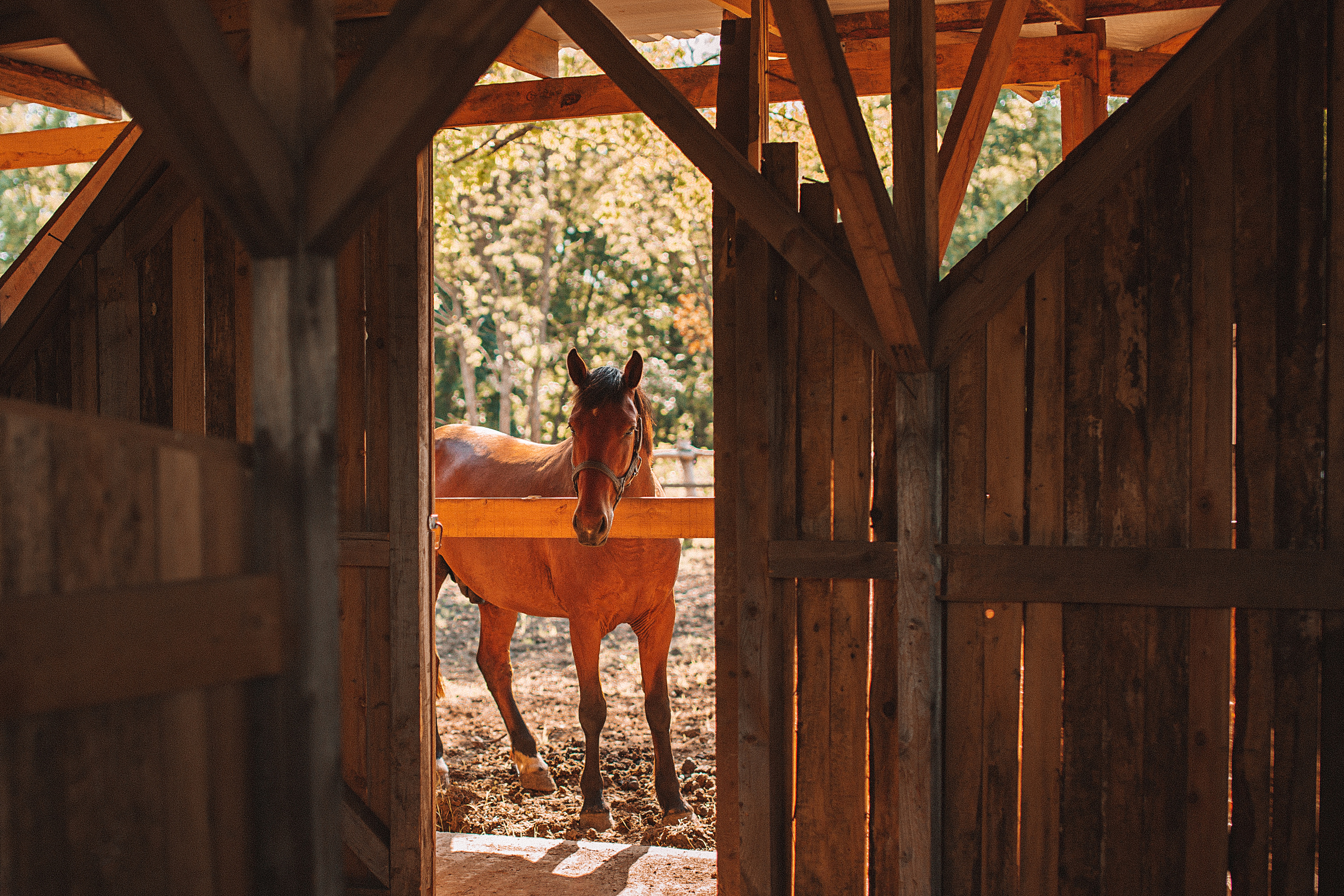 Дача «Мечта». Свадебный и семейный фотограф/видеограф в Краснодаре Наталья Осинская