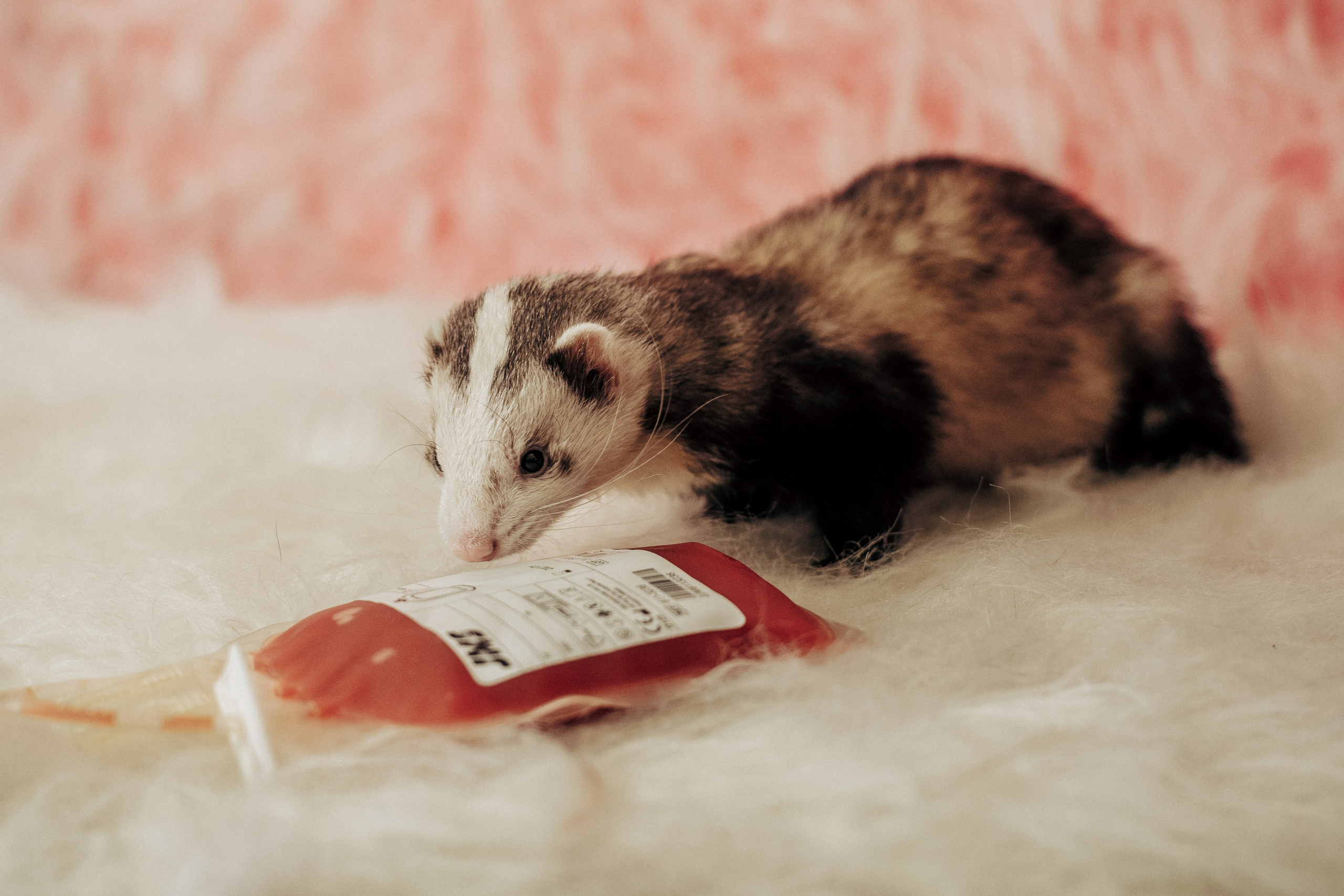 Репортажная фотосессия «День питомца-донора». Профессиональный фотограф в Санкт-Петербурге Александр Волосенцев