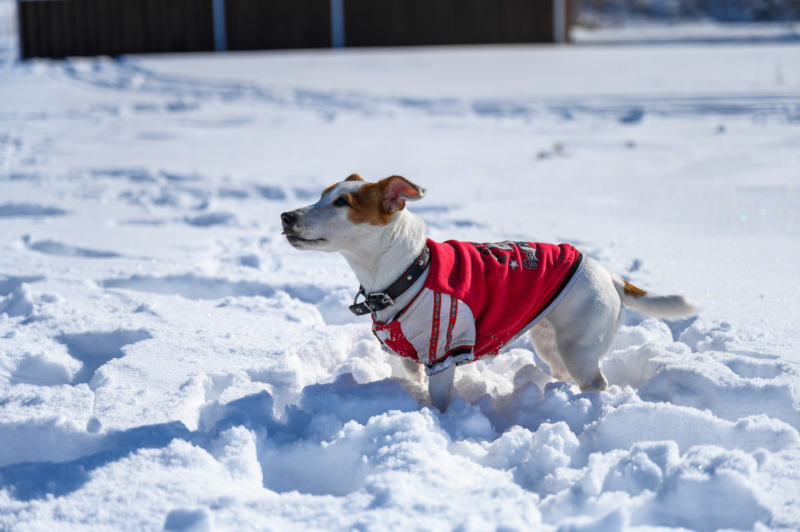 Джек Рассел. Bazarkom-photo.ru Фотограф Виктор Оськин в Старом Осколе