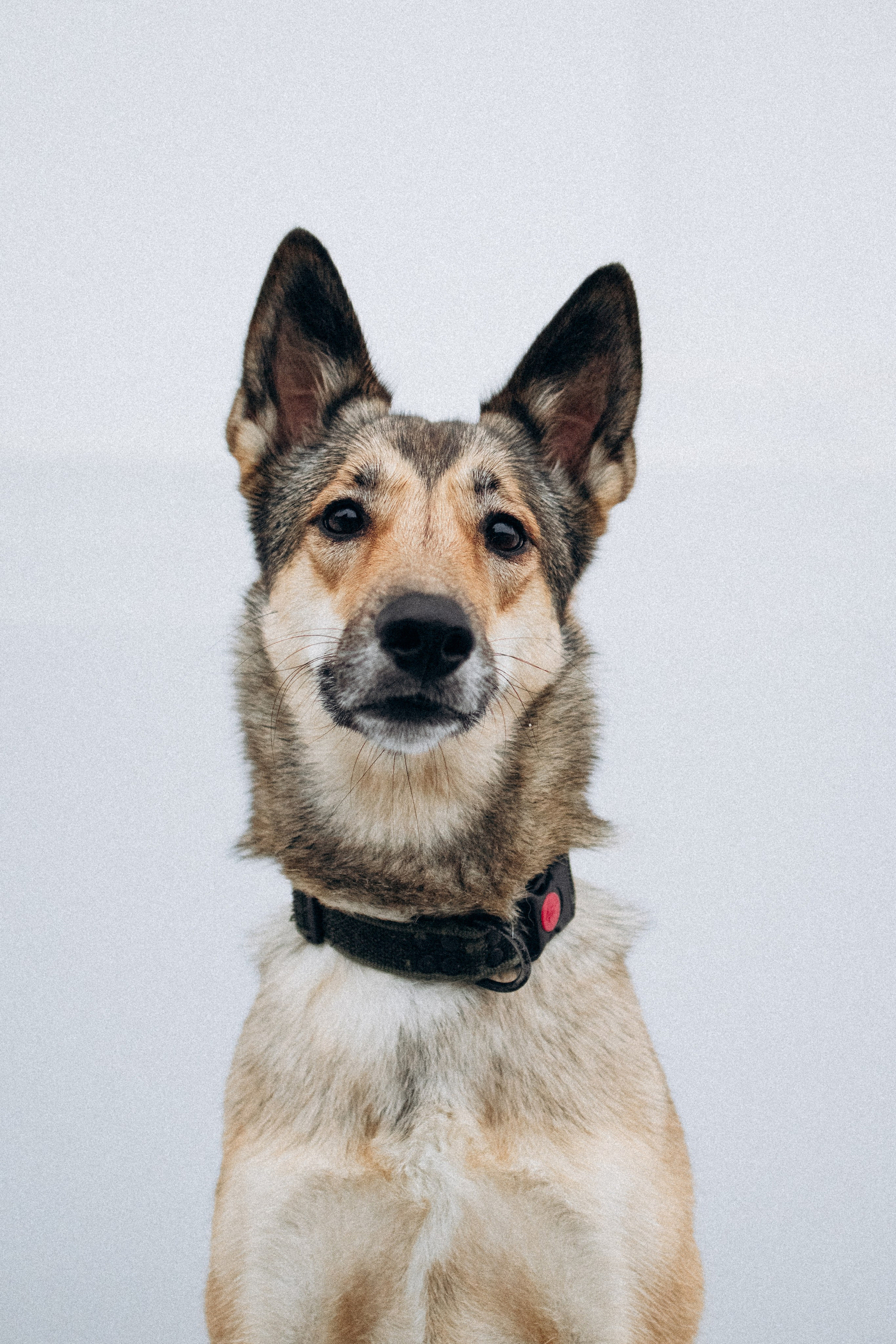 Саша, Ксюша и их банда. Фотораф — анималист Мария Шистка