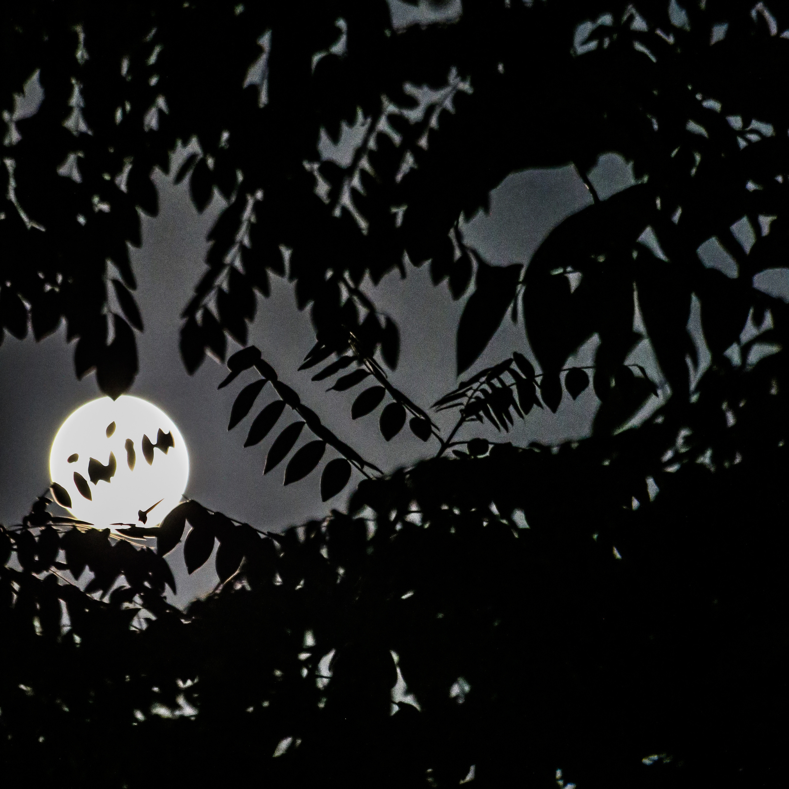 Black & White. OneSnap