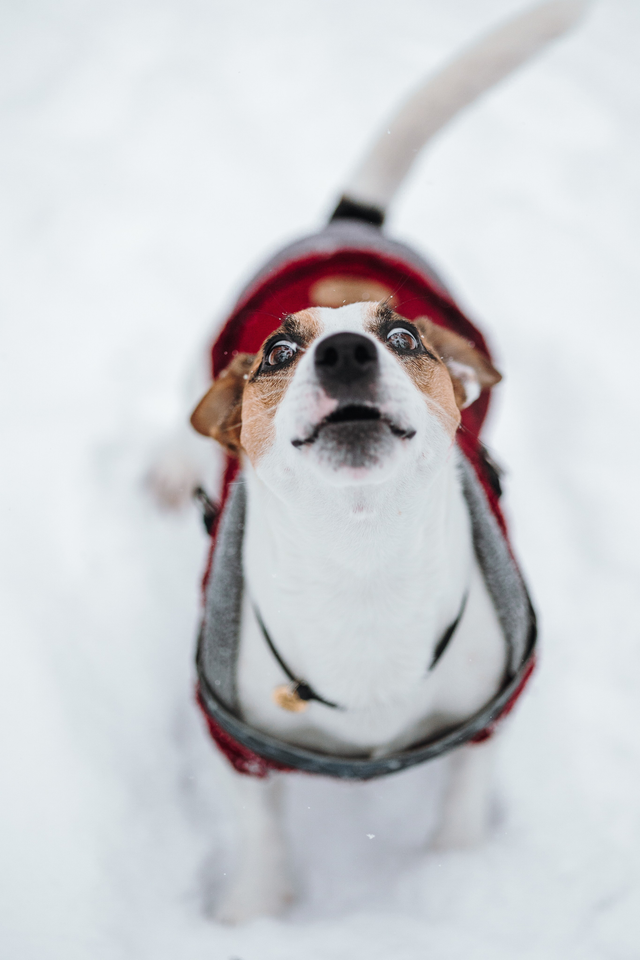 Наталья и Микки. Фотограф — Анималист | Санкт-Петербург