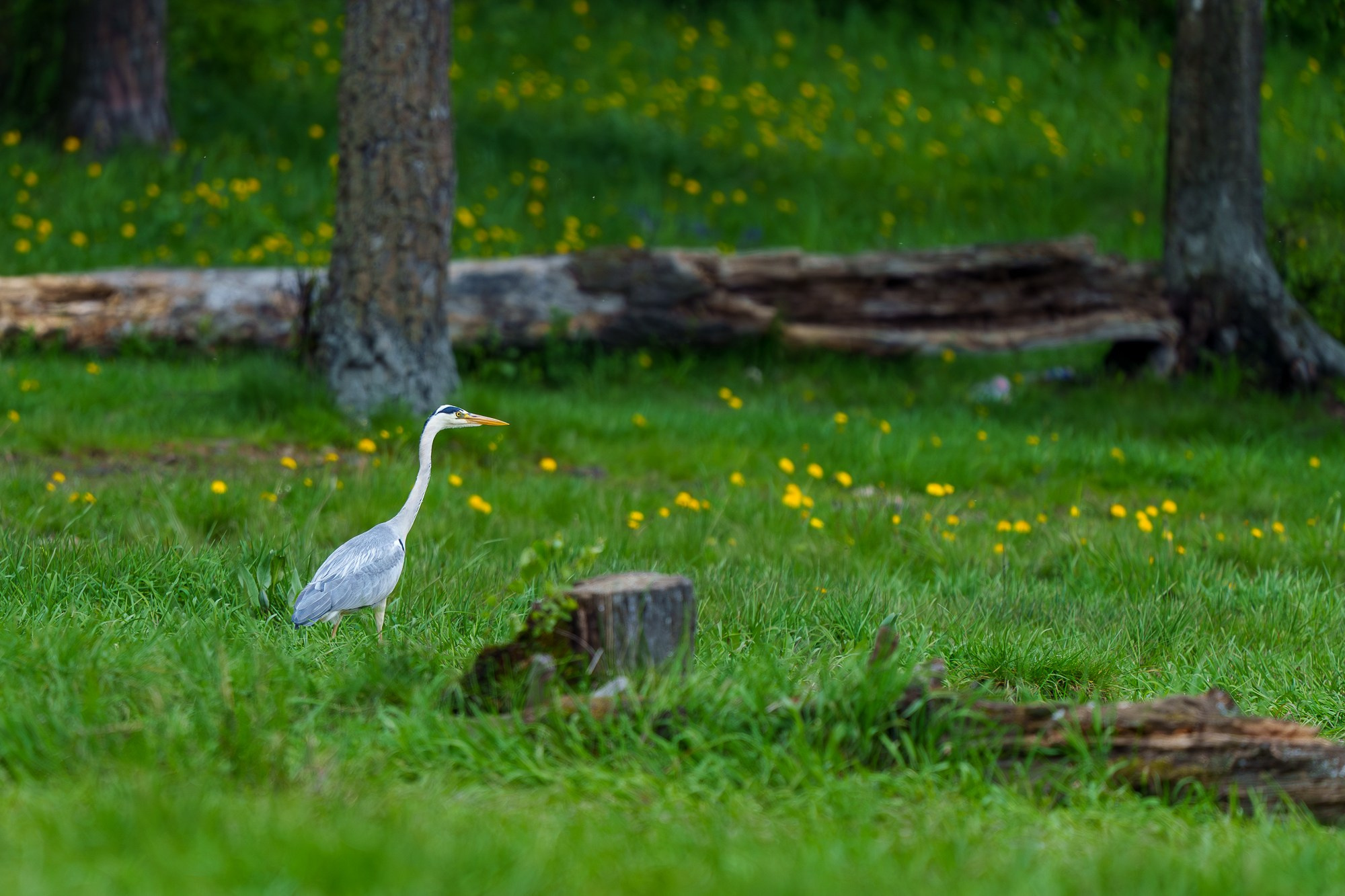 Удивительные мир птиц. Вокруг нас столько прекрасного — присмотритесь!. Ваш личный фотограф Марина Волкова