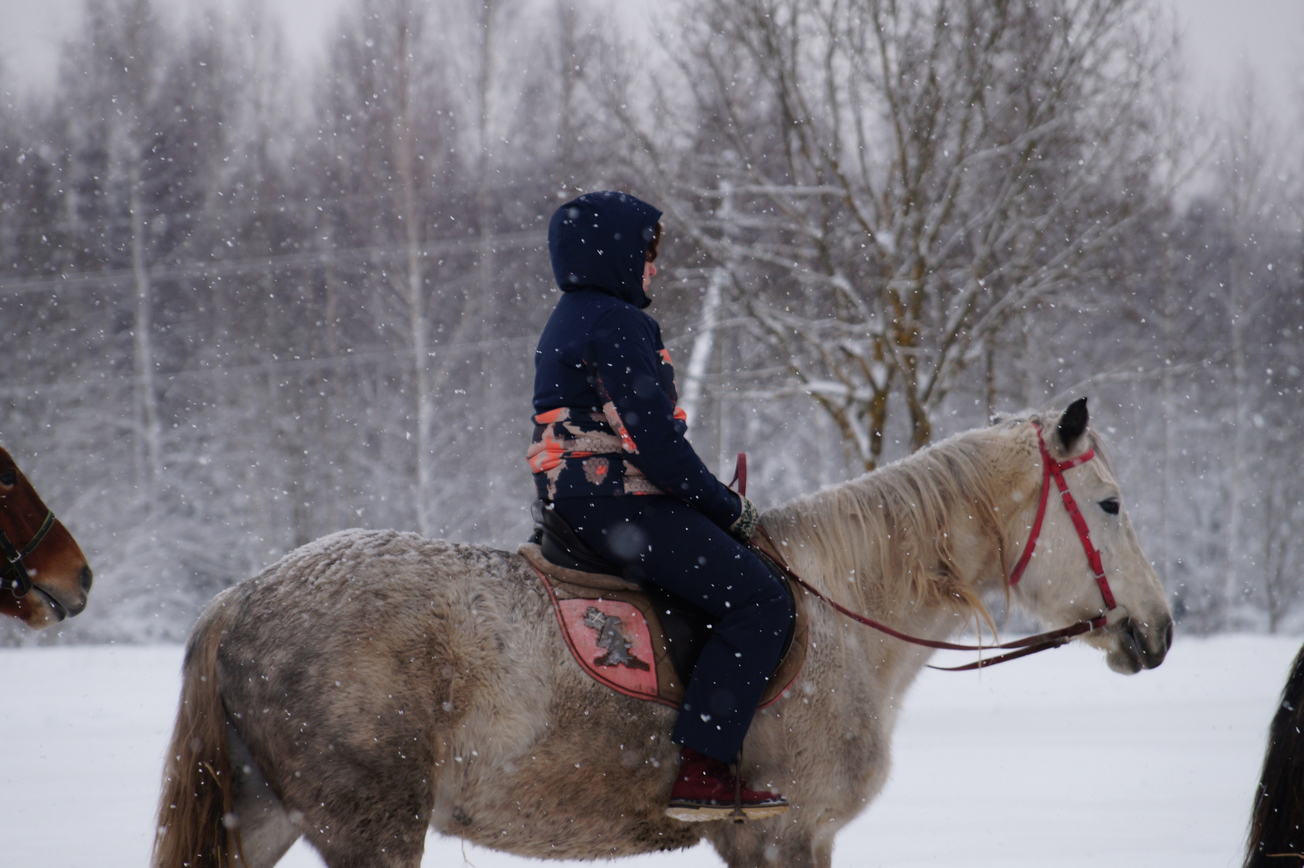 Лошадинг | 11.01.2026. Галерея Фантим
