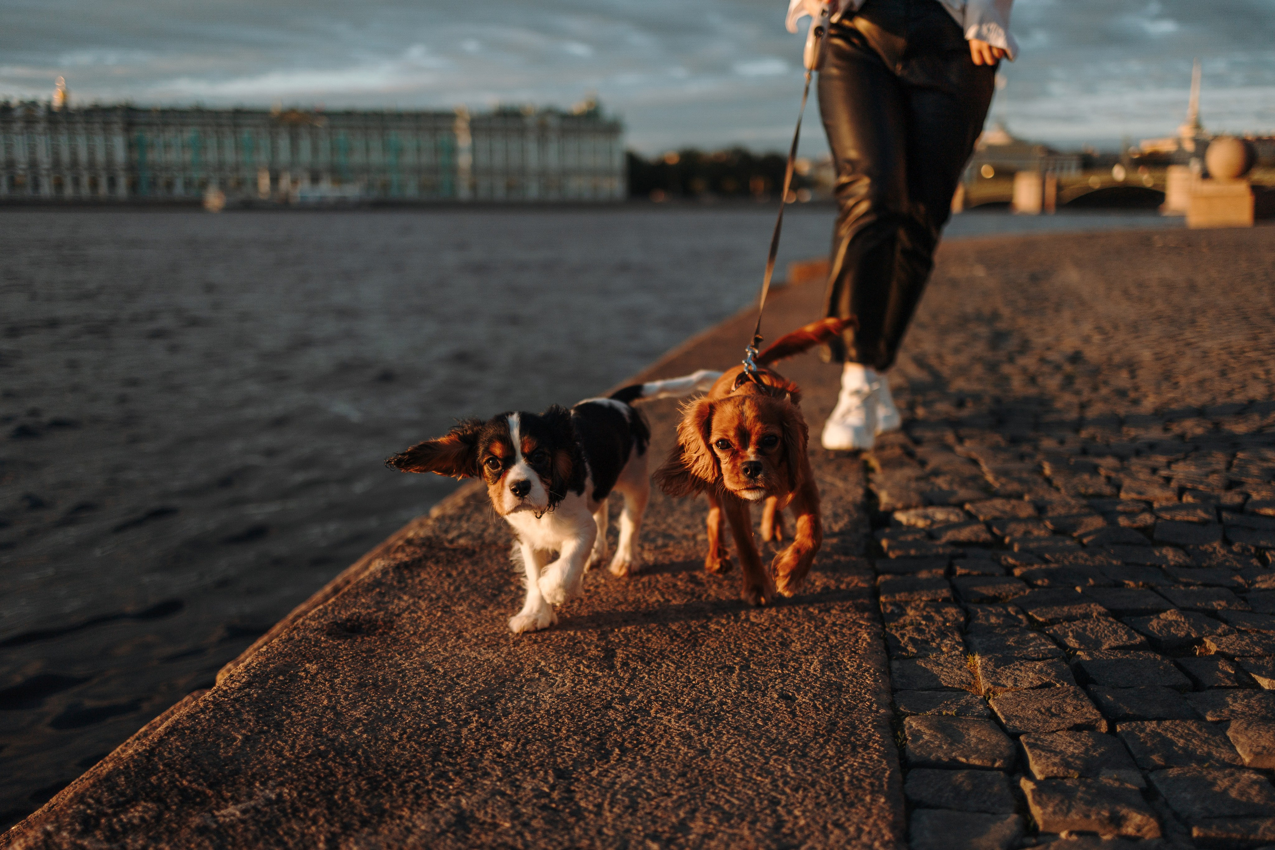 Аня, Стеша и Степан. Фотограф — Анималист | Санкт-Петербург