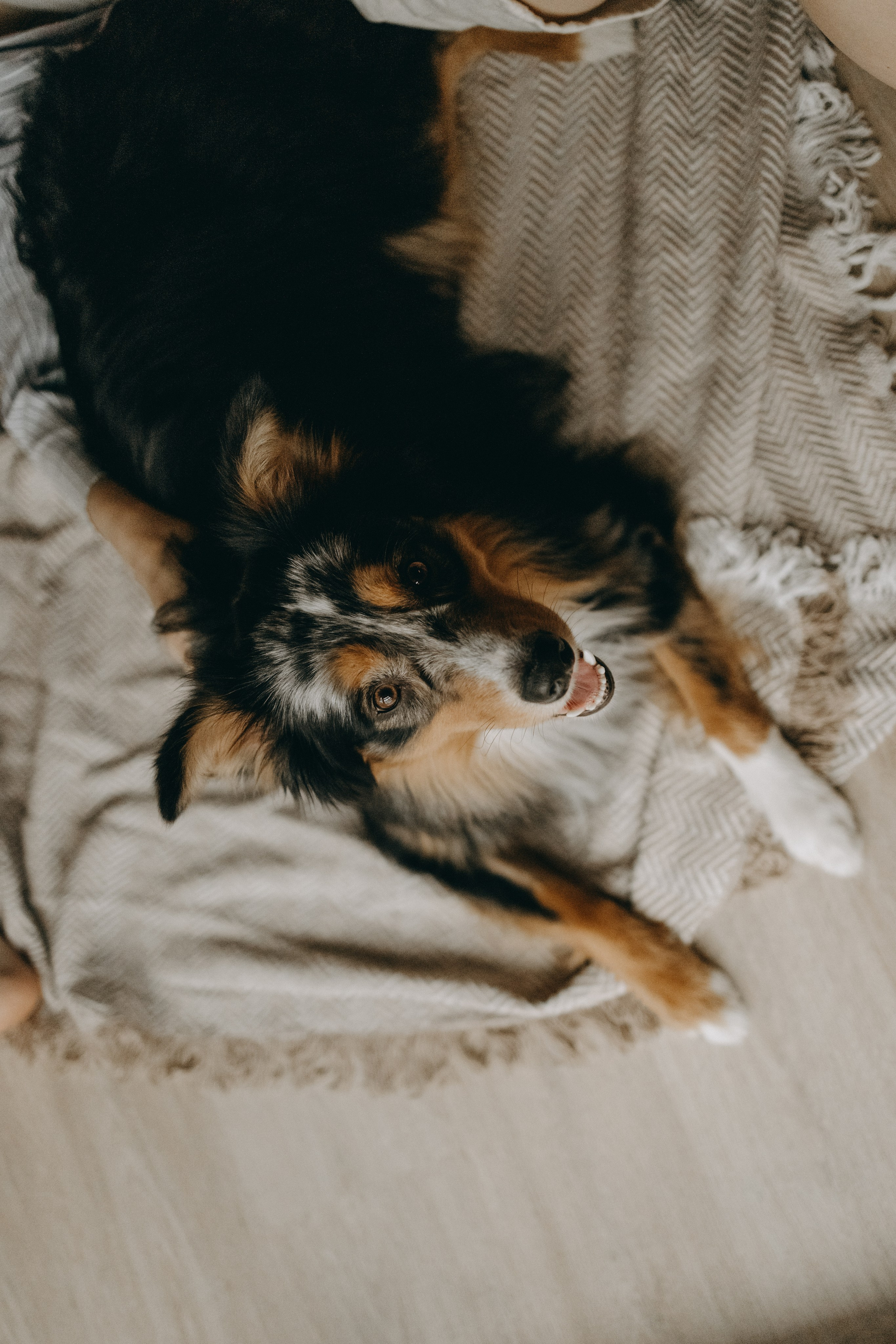 Настя, Никита и их Гром и Мяу. Фотограф — Анималист | Санкт-Петербург