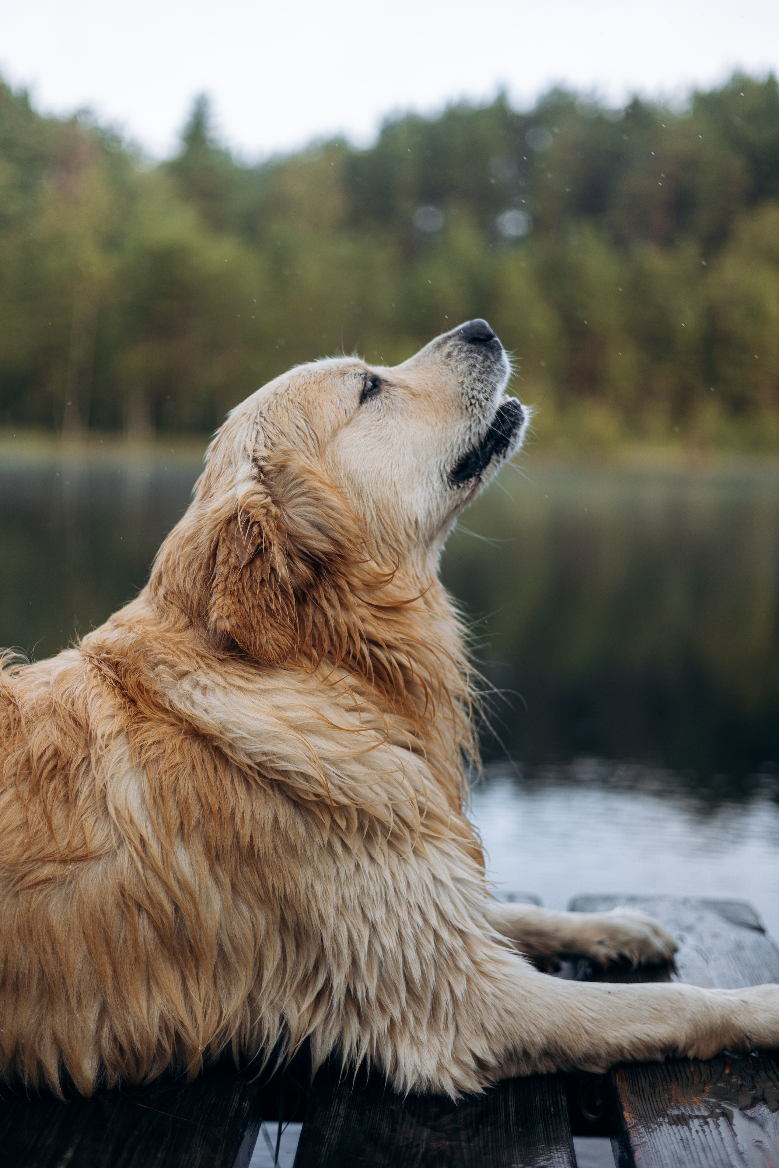 Лёва и его семья. Фотограф — Анималист | Санкт-Петербург