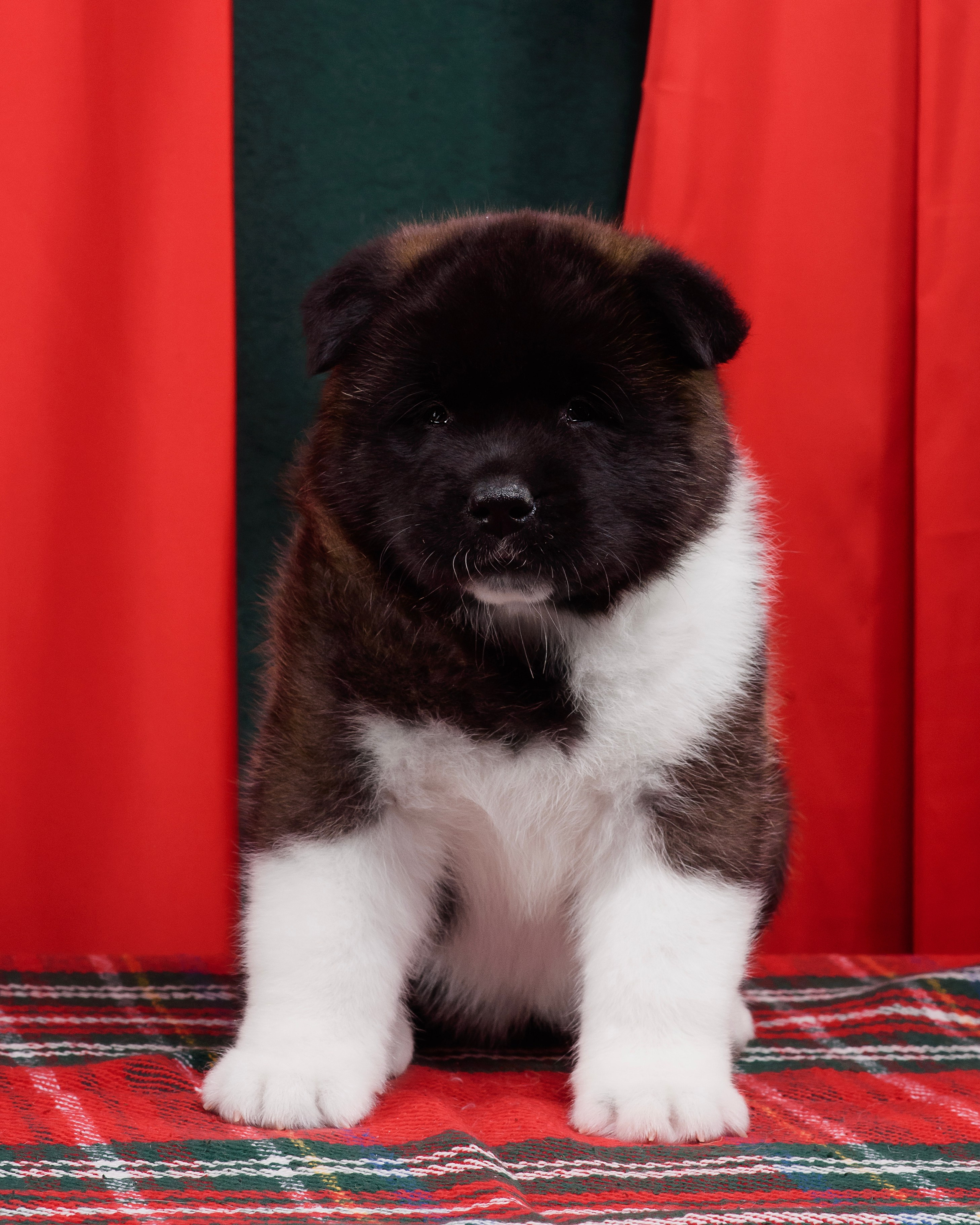 Щенки Американской Акиты. Фотограф — Анималист | Анна Абрамова