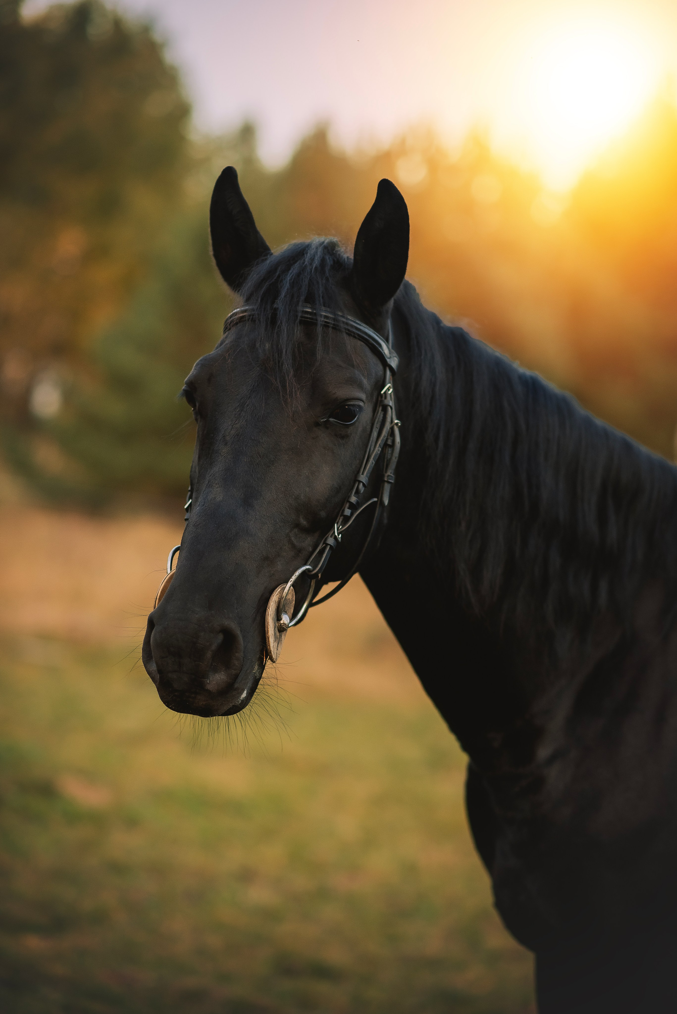 Дени — 23.09.2025. Фотограф — Анималист | Анна Абрамова