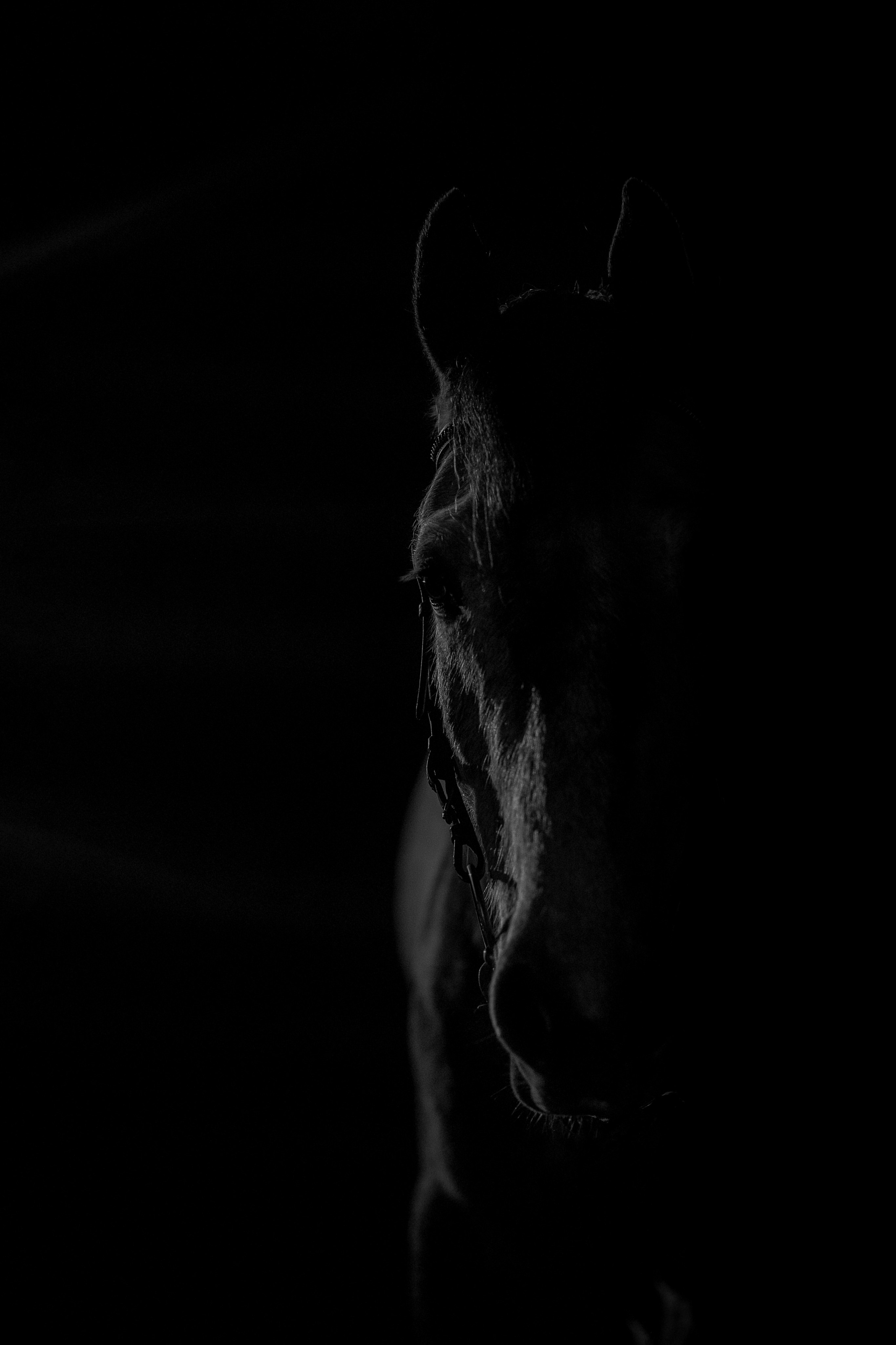 Фотограф — Анималист | Анна Абрамова