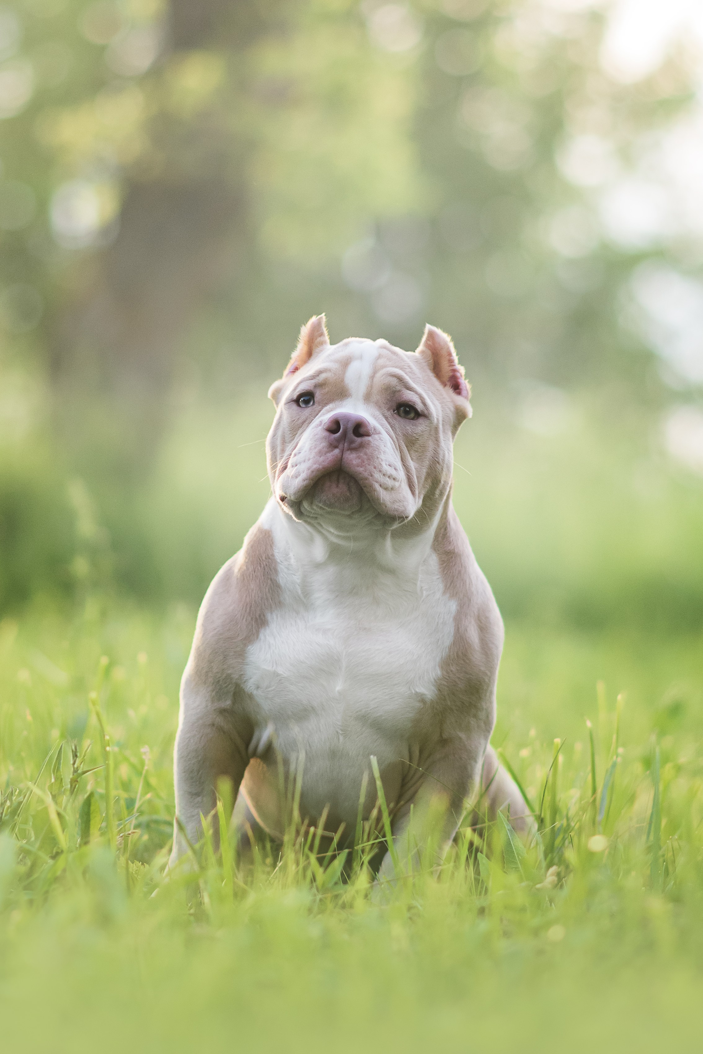 Щенки Американского Булли — 15.06.2024. Фотограф — Анималист | Анна Абрамова