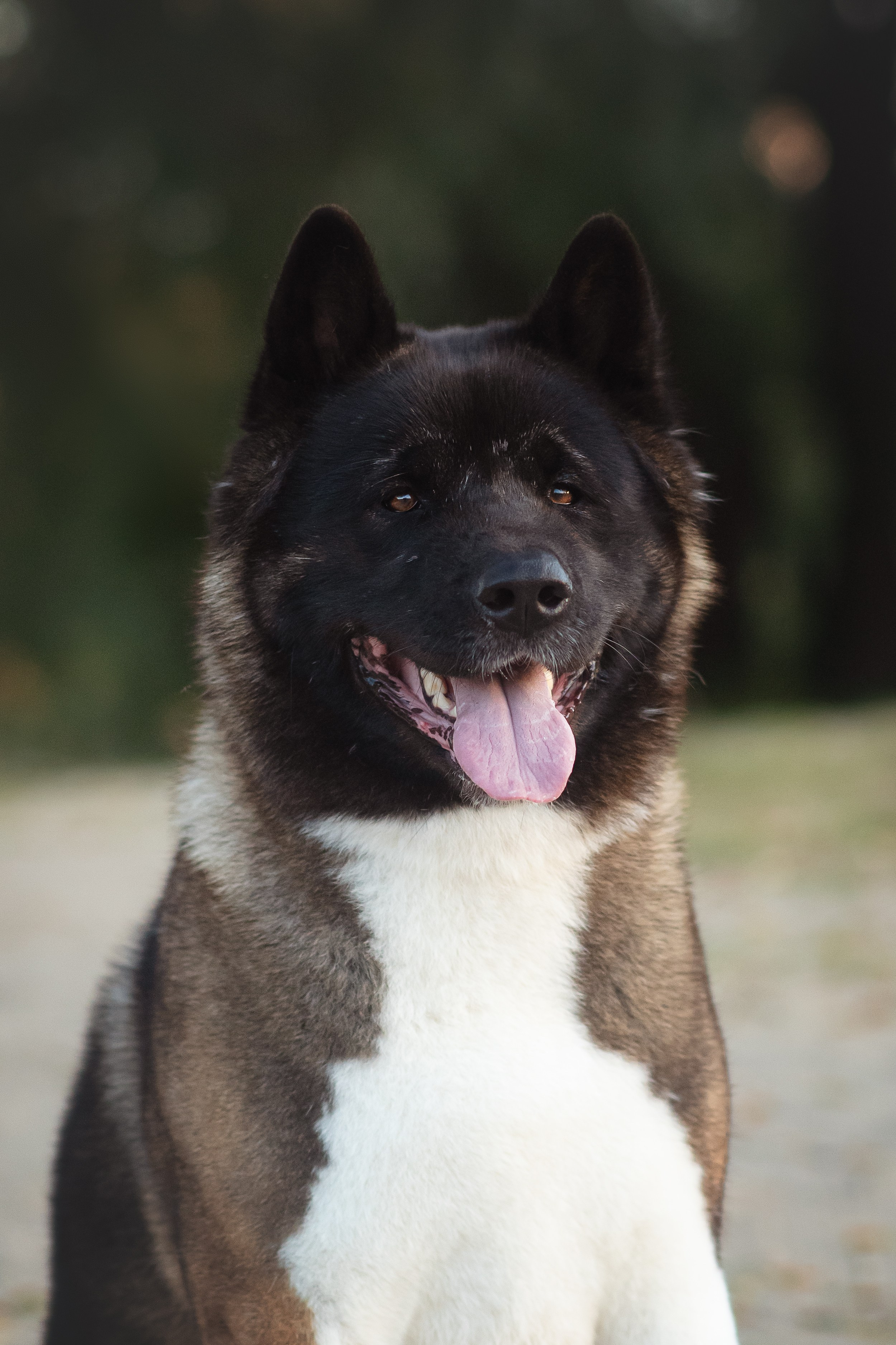 Американская Акита Дива — 16.09.2024. Фотограф — Анималист | Анна Абрамова