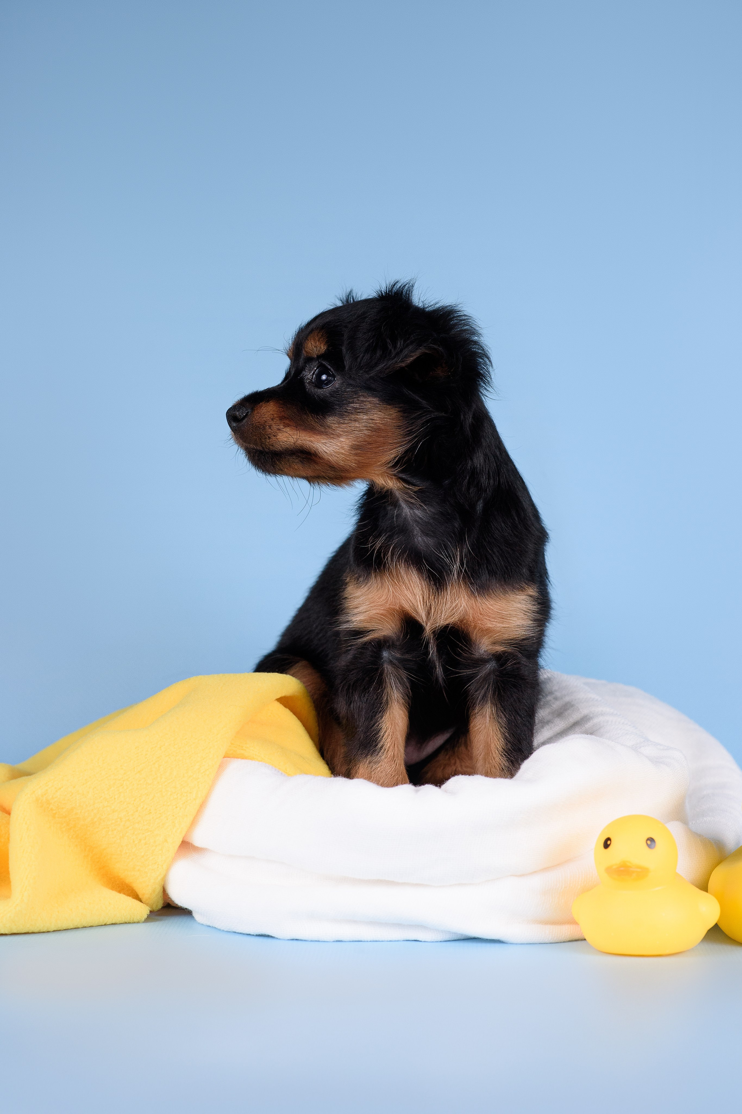 Щенки Пражских крысариков -13.04.2024. Фотограф — Анималист | Анна Абрамова